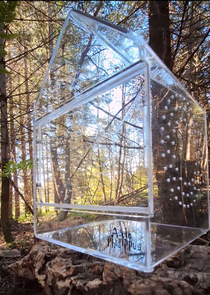 Eresus Guandanameno : Le kit