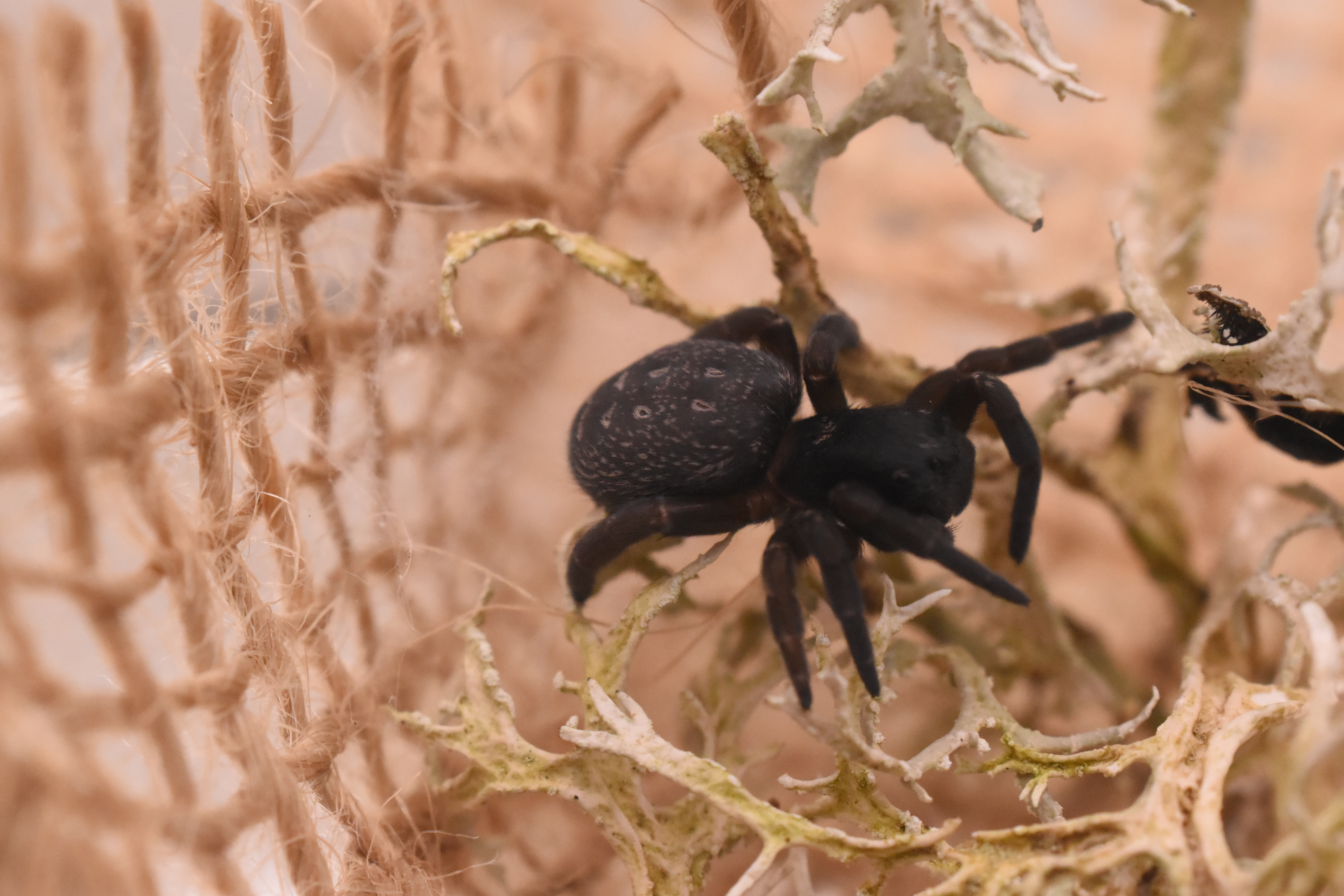 Eresus Guandanameno : Le kit