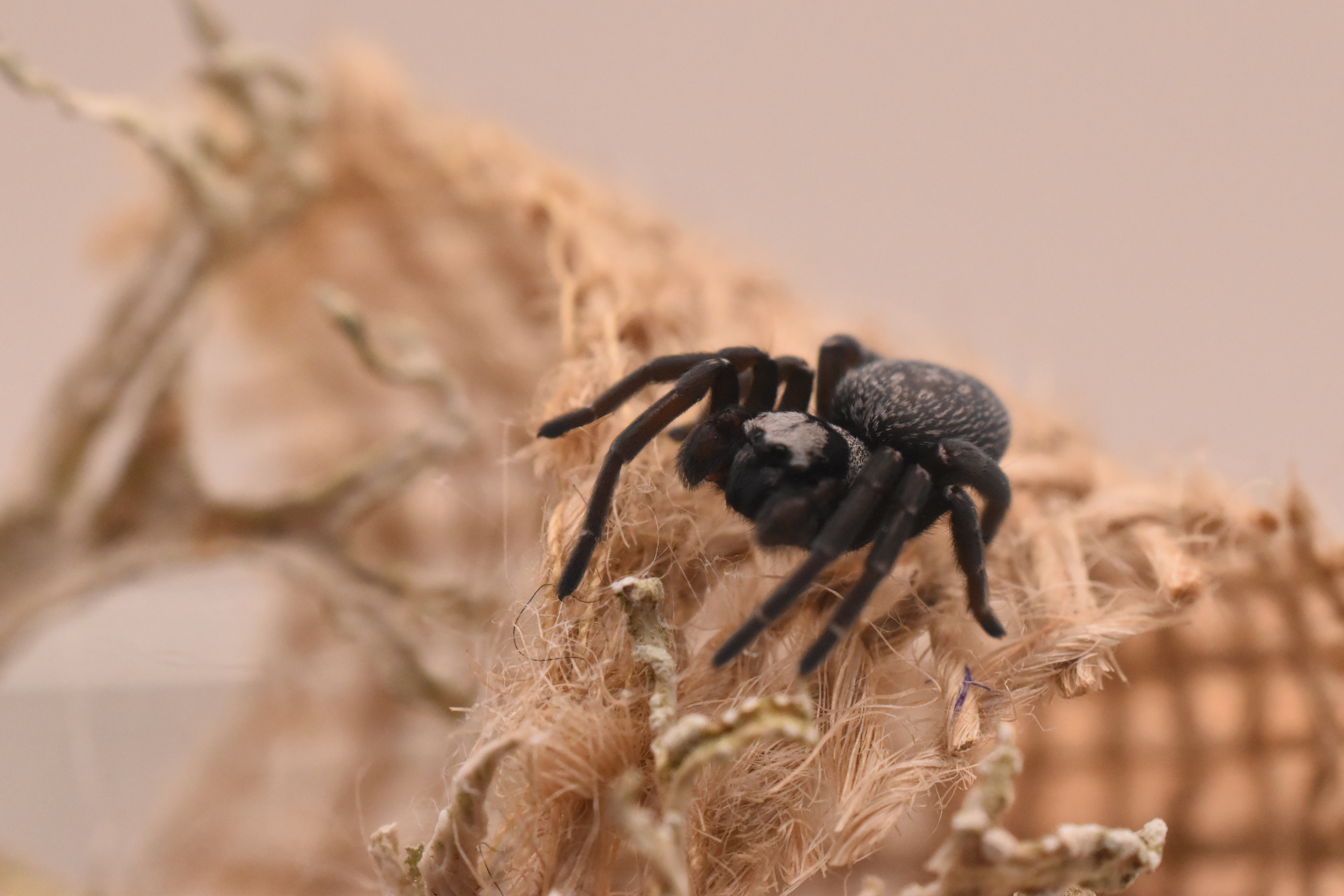 Eresus Guandanameno : Le kit