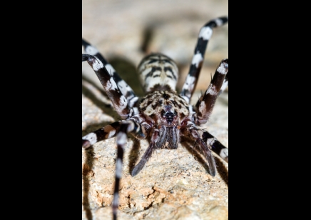 Viridasius Sylvestris : Le kit