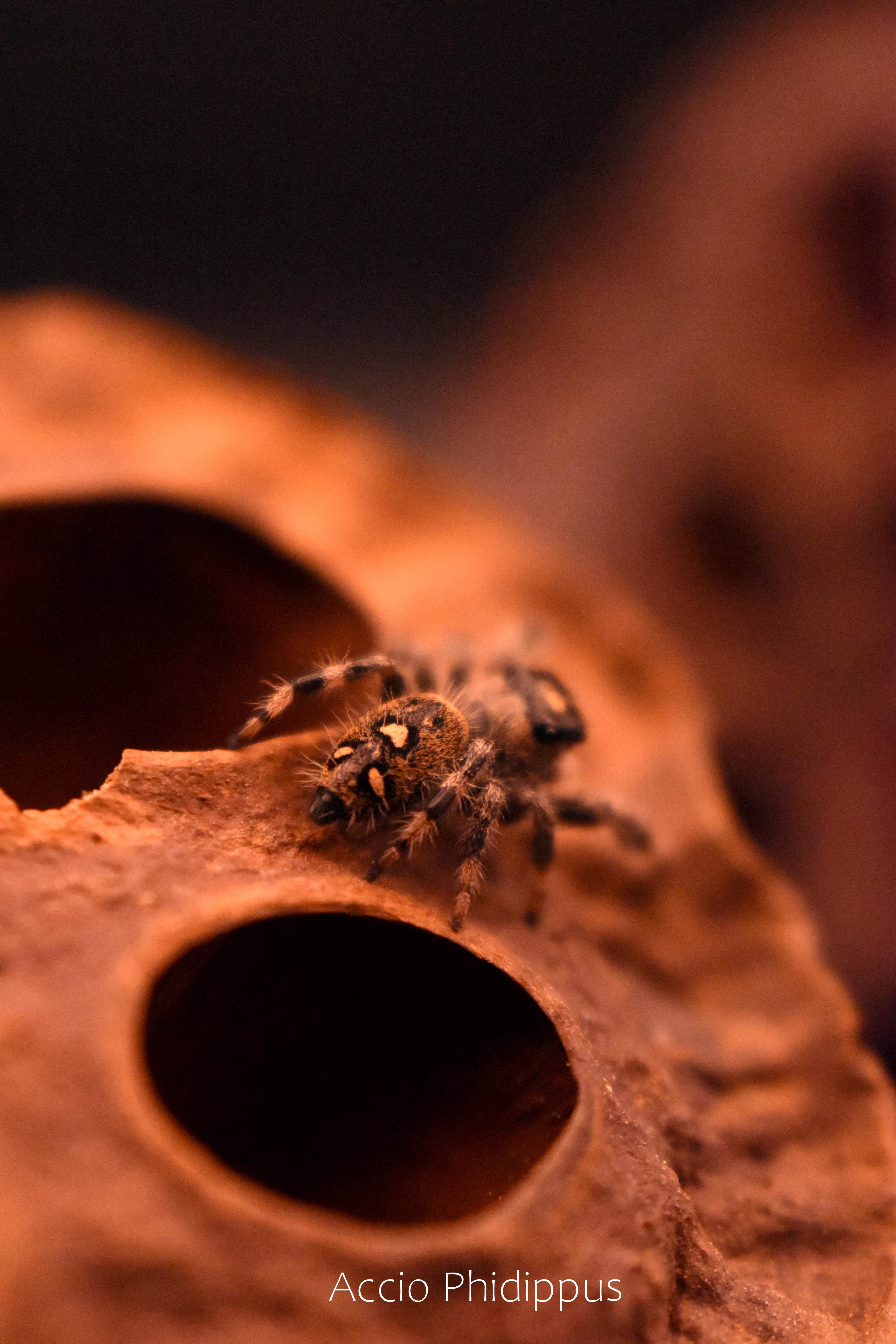 La Phidippus Regius | Floride