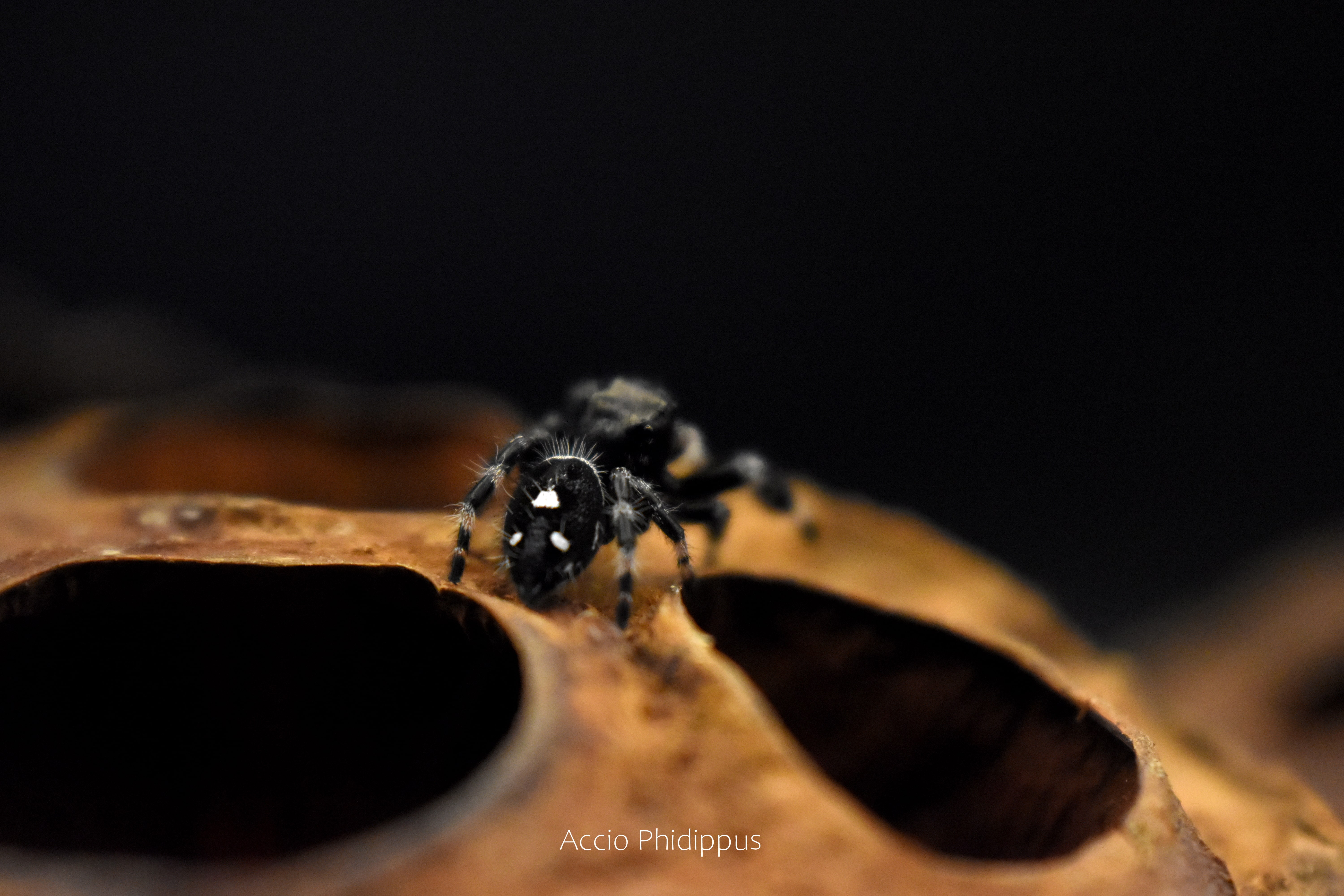 La Phidippus Regius | Floride