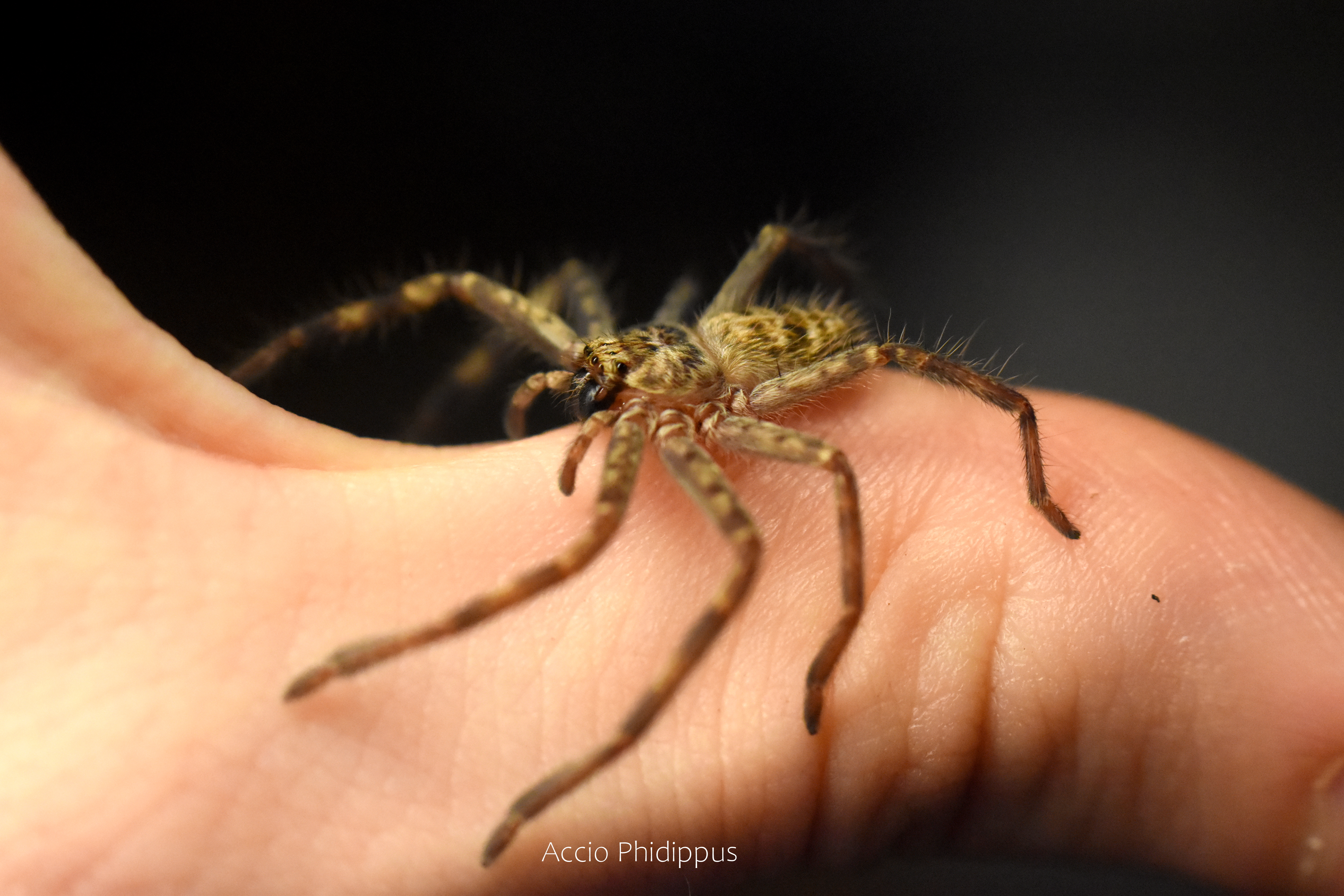 Holconia murrayensis 