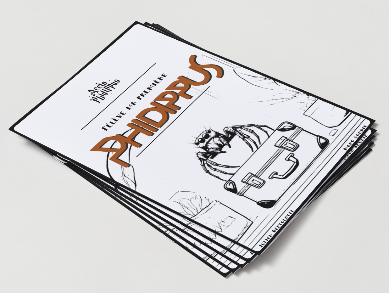 "J'élève ma première Phidippus"