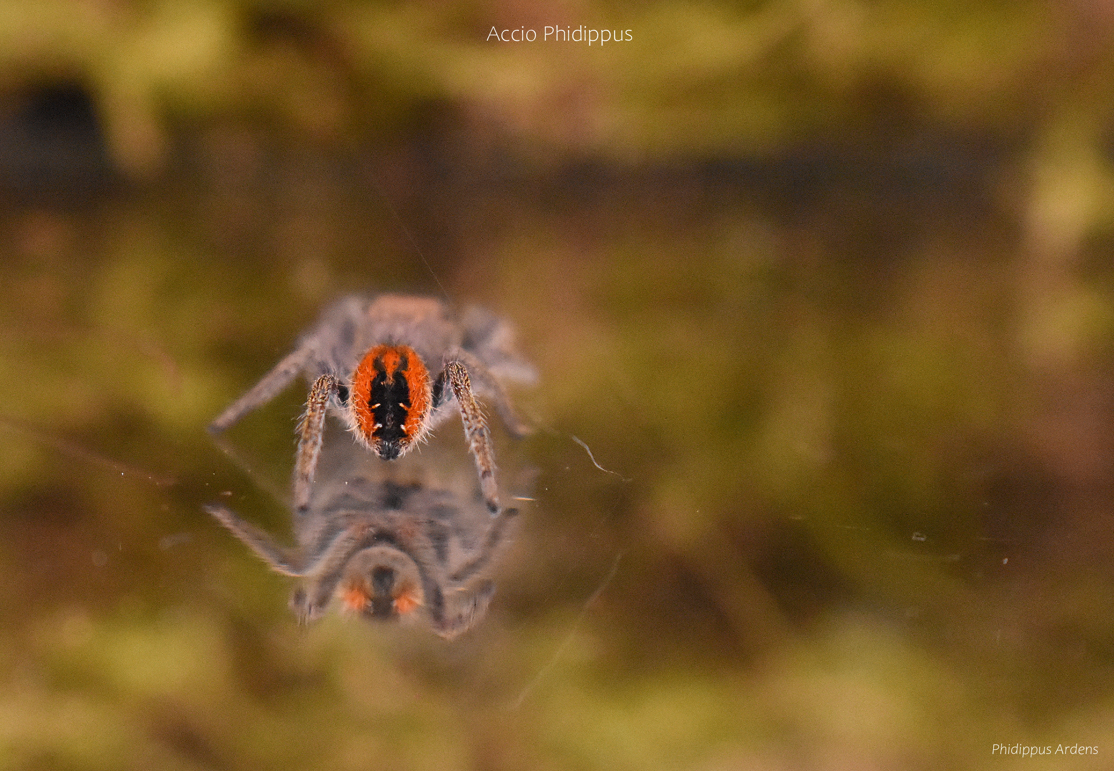 Phidippus Ardens : Le kit