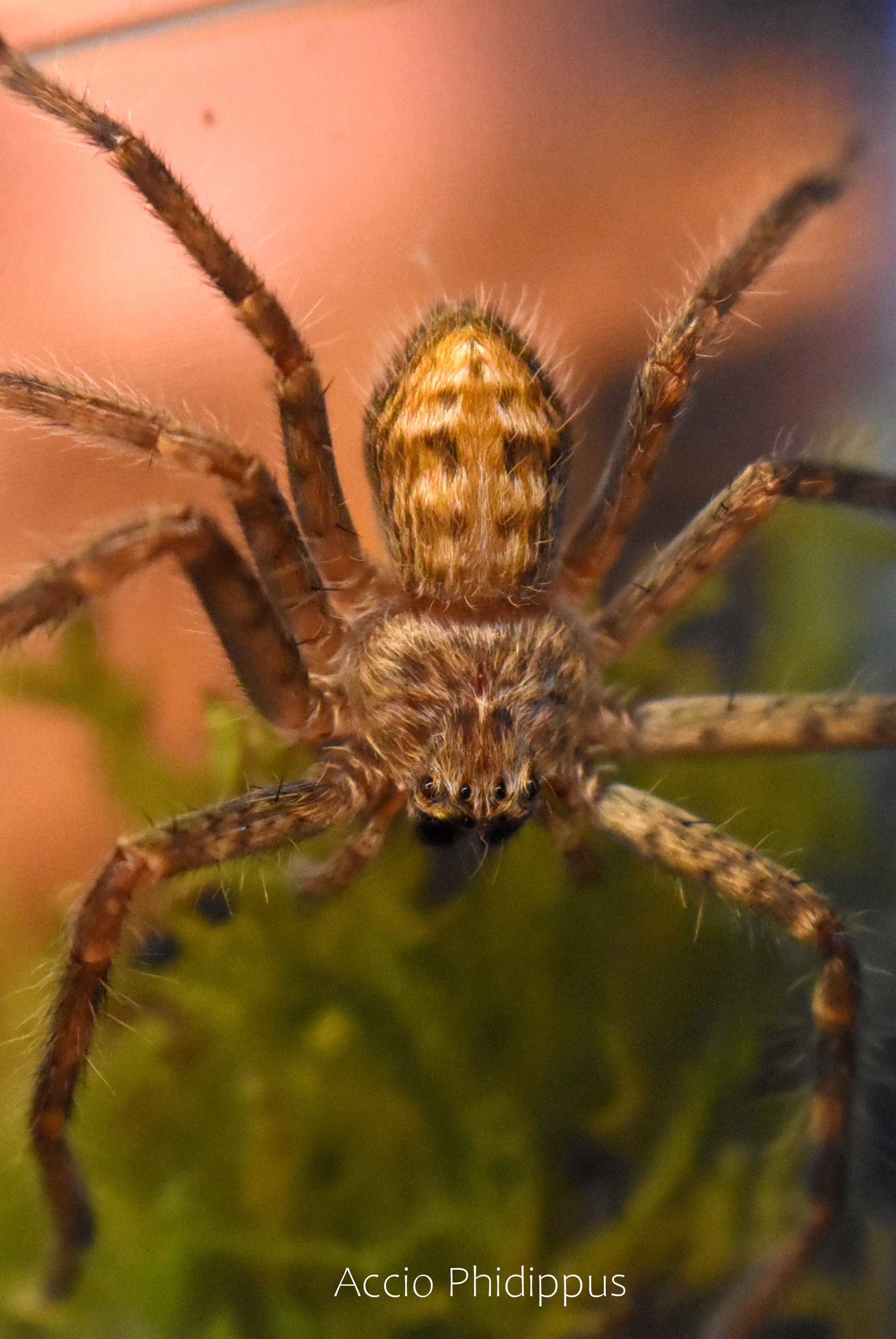 Holconia murrayensis 