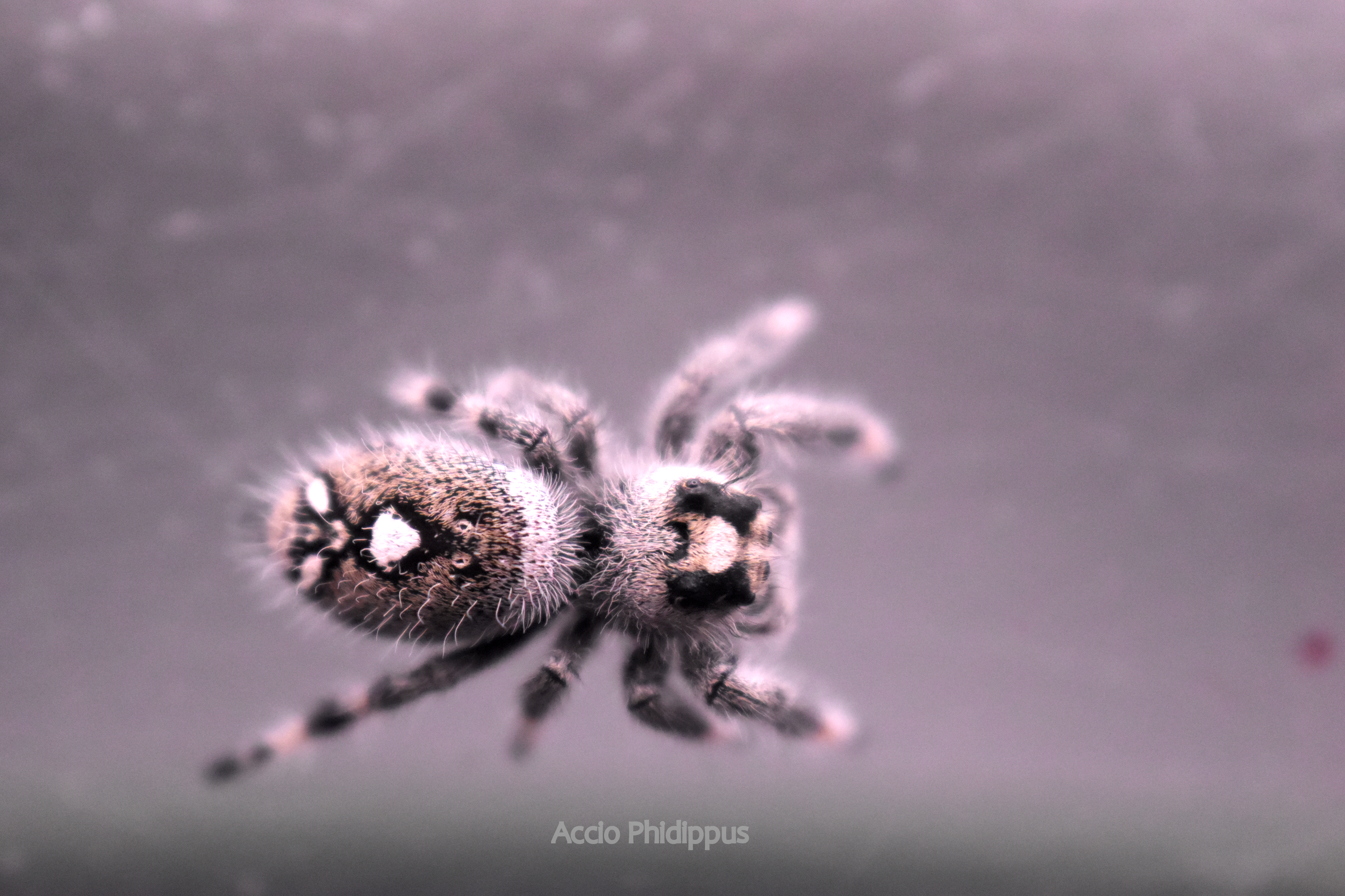 Phidippus Regius [Bahamas] : Le kit