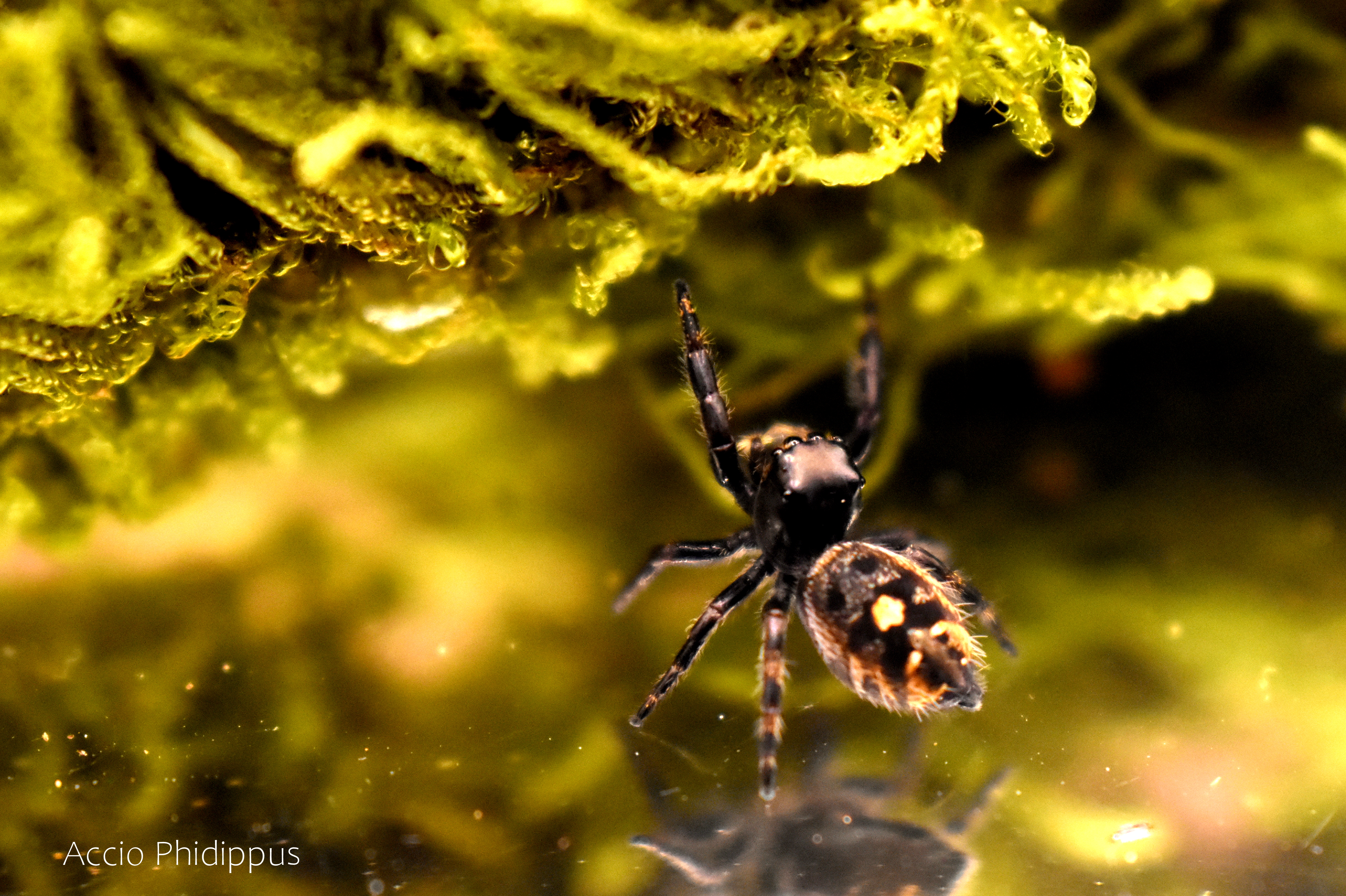 Phidippus audax bryantae 