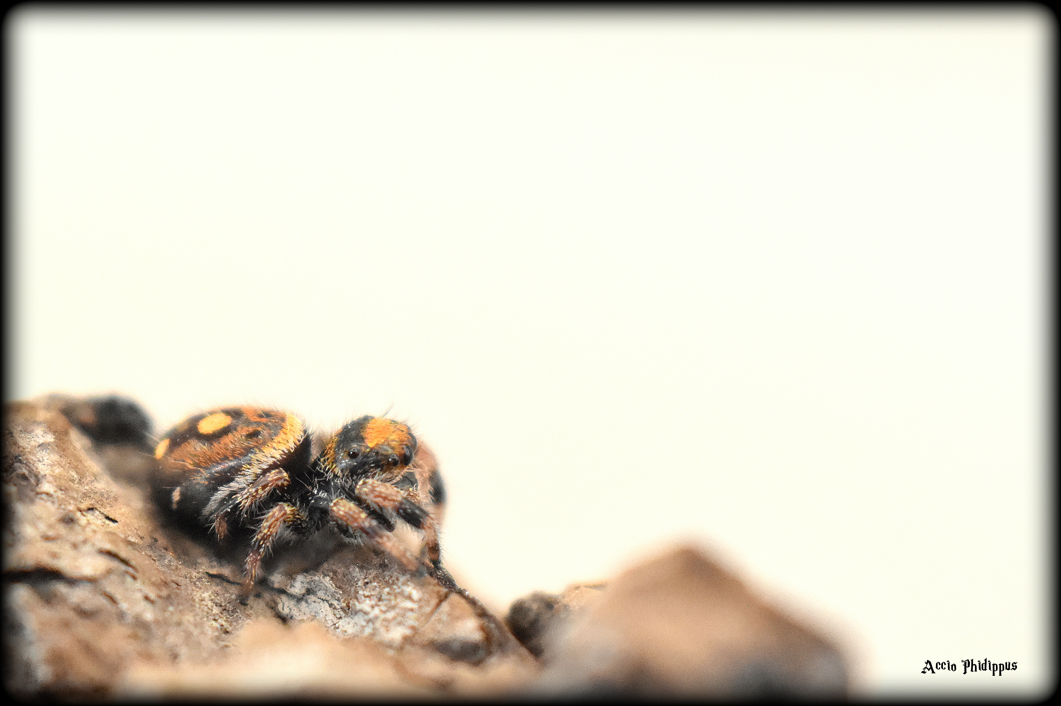 Phidippus Regius [Everglades] : Le kit