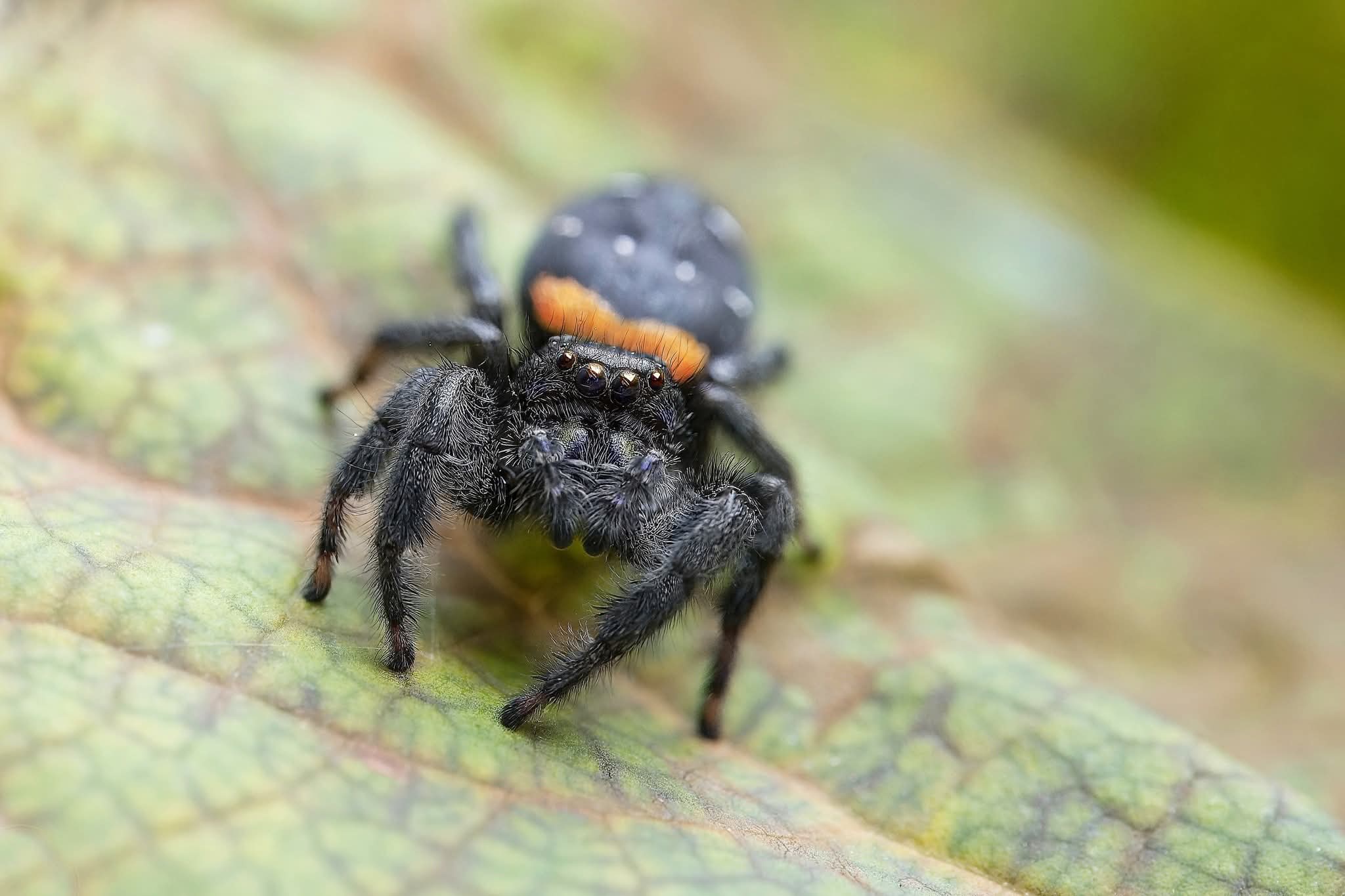 Paraphidippus basalis