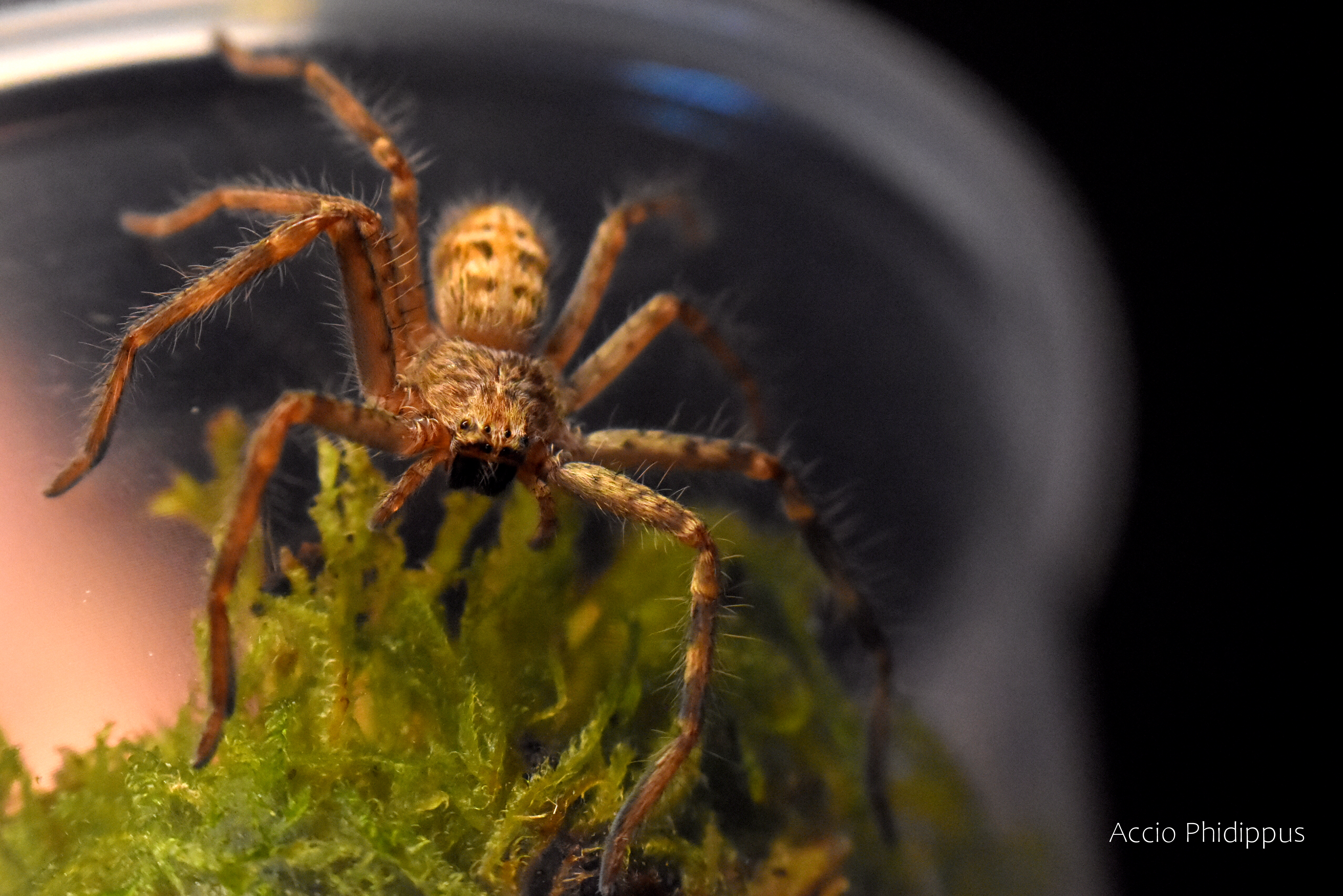 Holconia murrayensis 