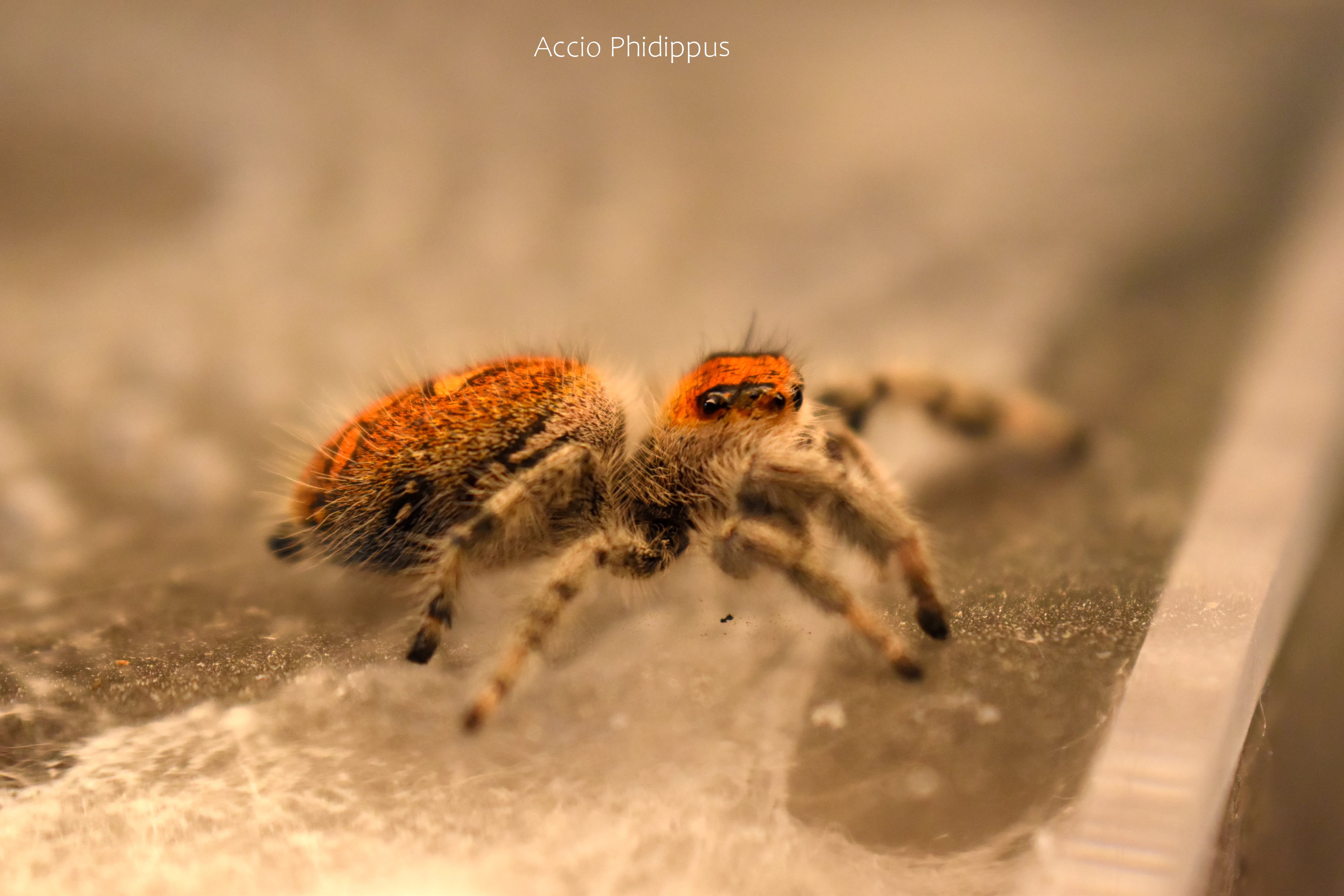 La Phidippus Regius | Aventura