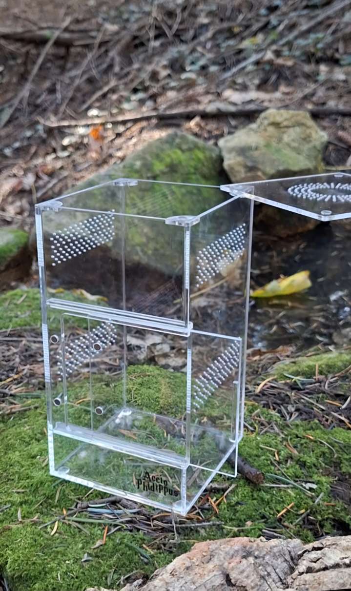 Phidippus Regius [Everglades] : Le kit