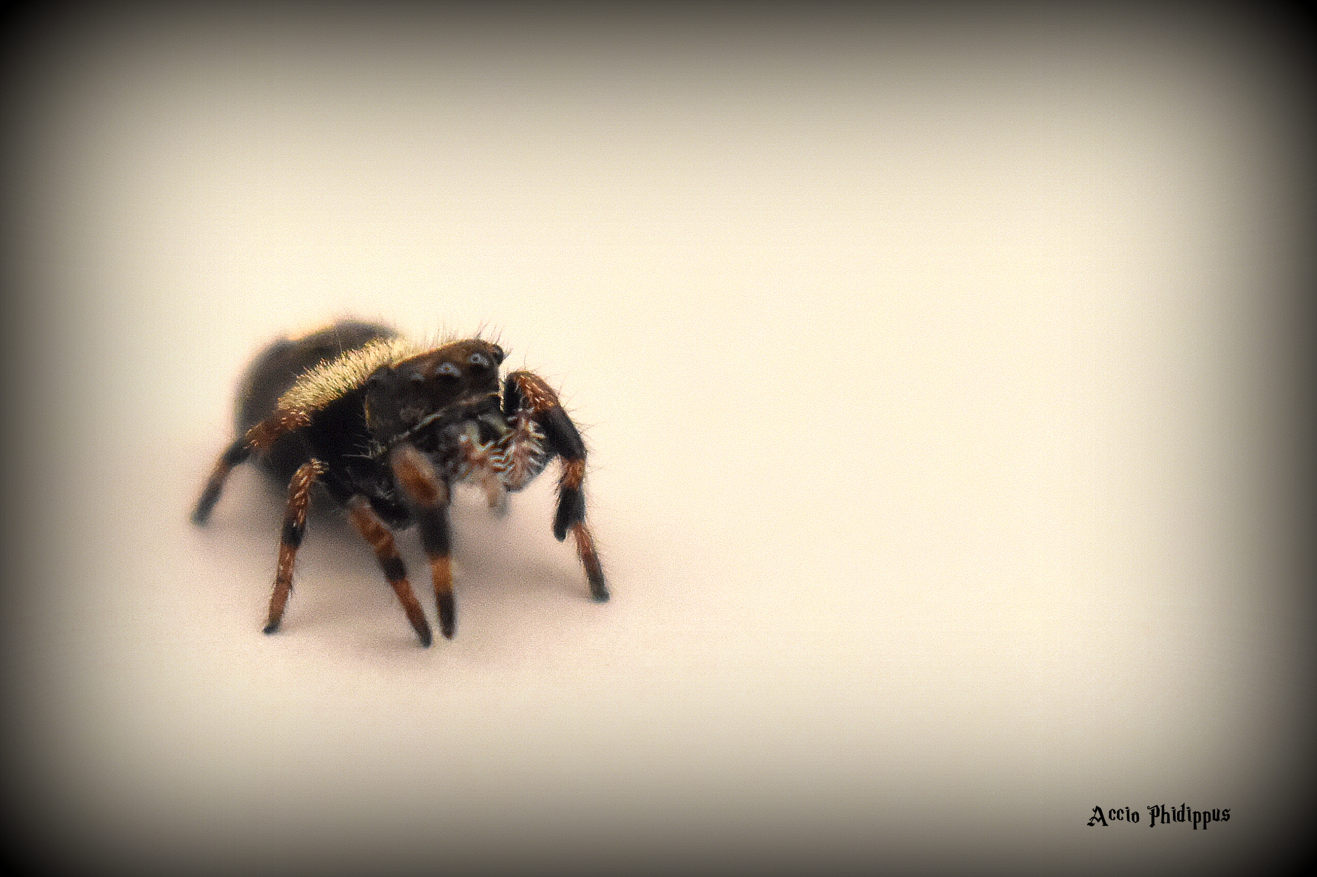 Phidippus Regius [Bahamas] : Le kit