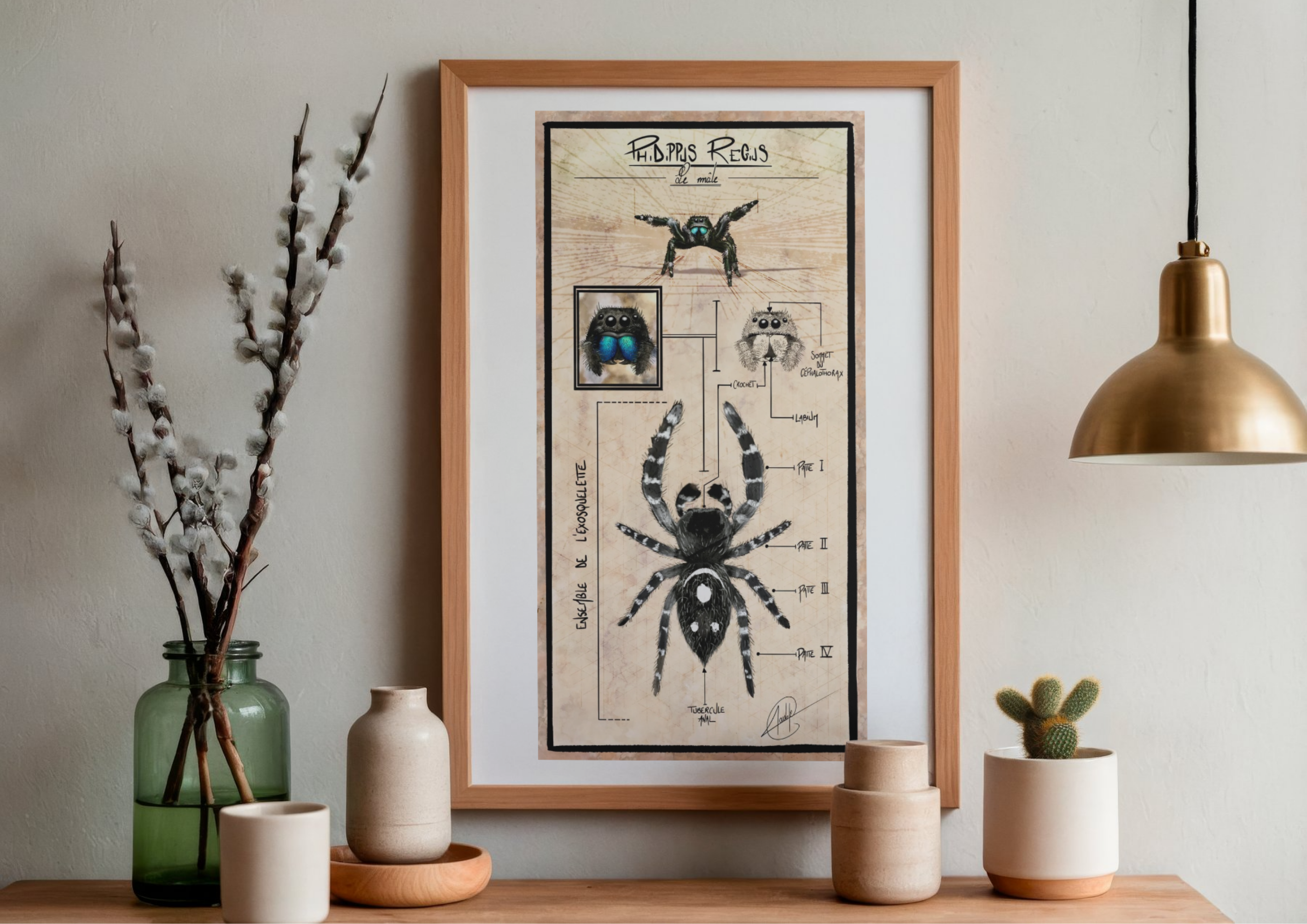 Planche anatomique | Mâle Phidippus Regius