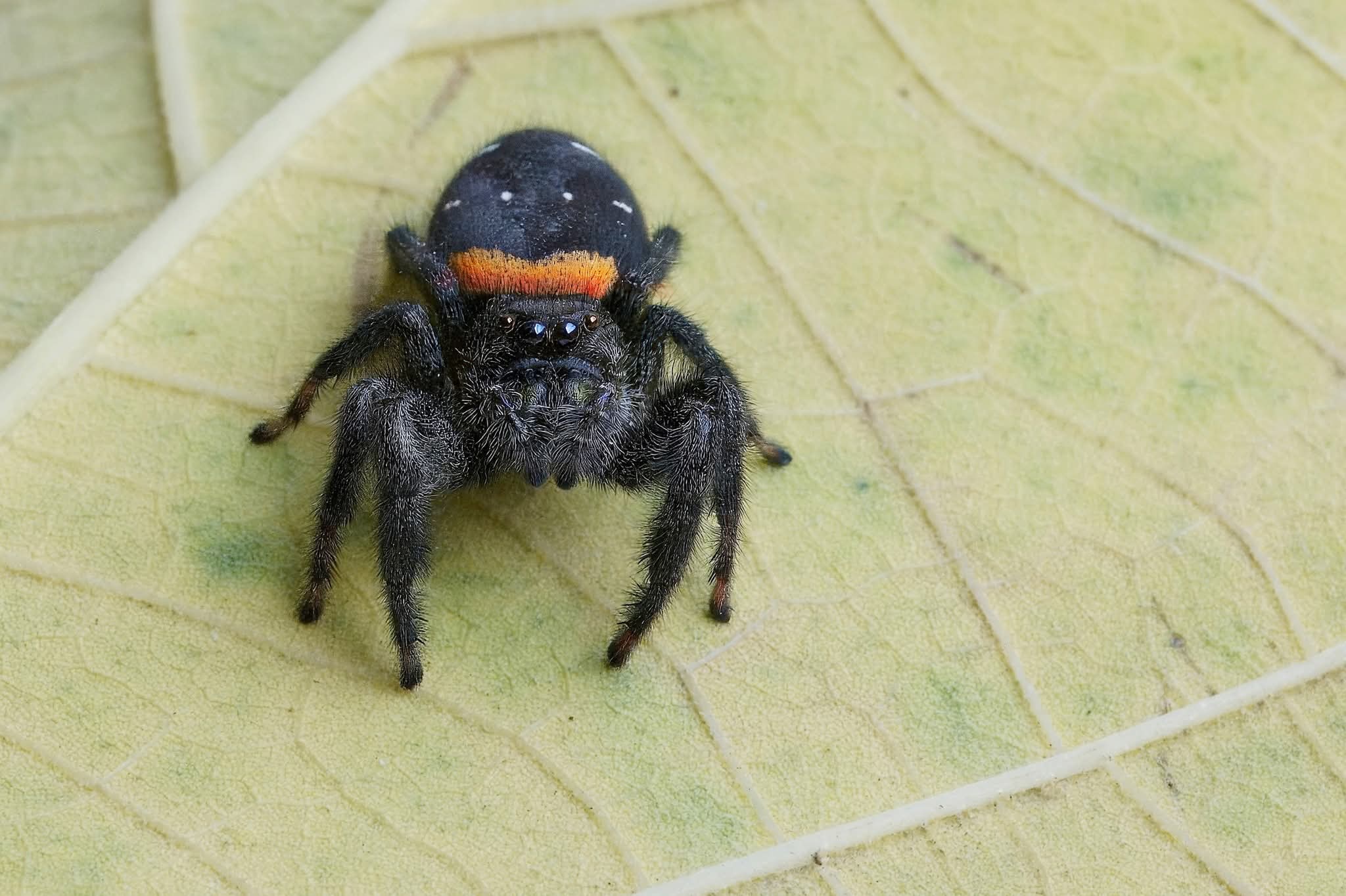 Paraphidippus basalis