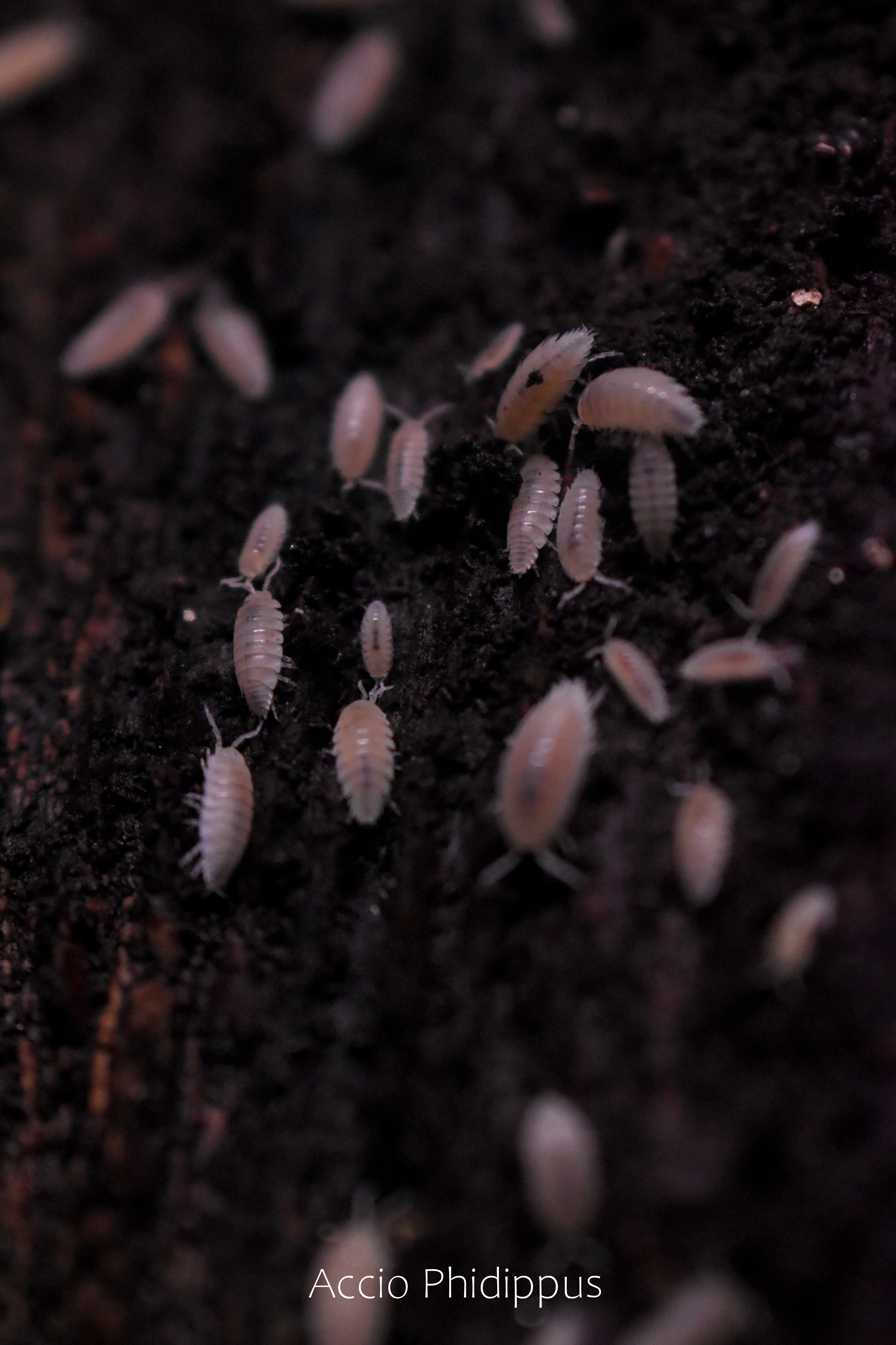 trichorhina tomentosa " cloportes tropicaux "