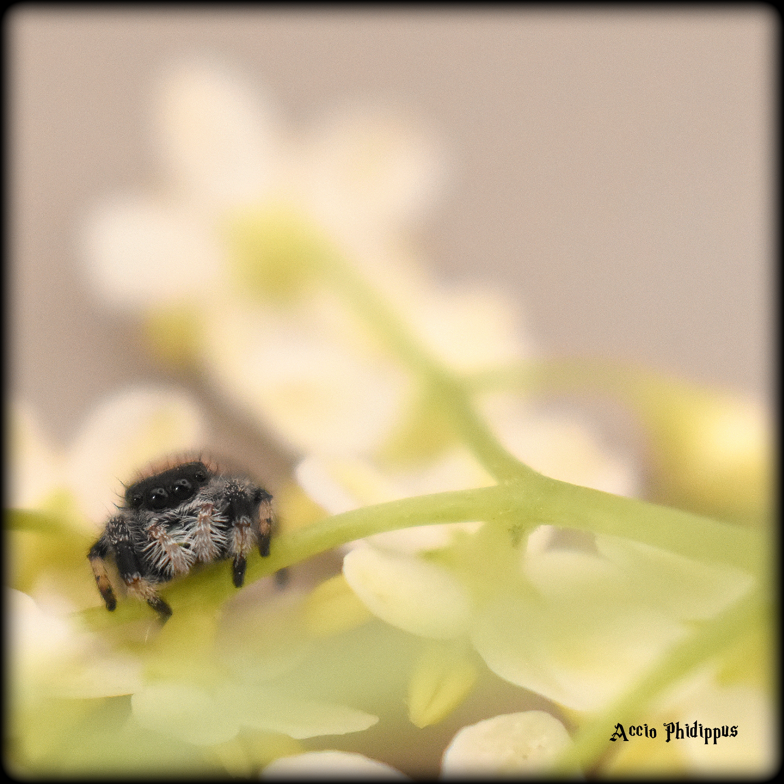 Phidippus Regius [Apalachicola] : Le kit