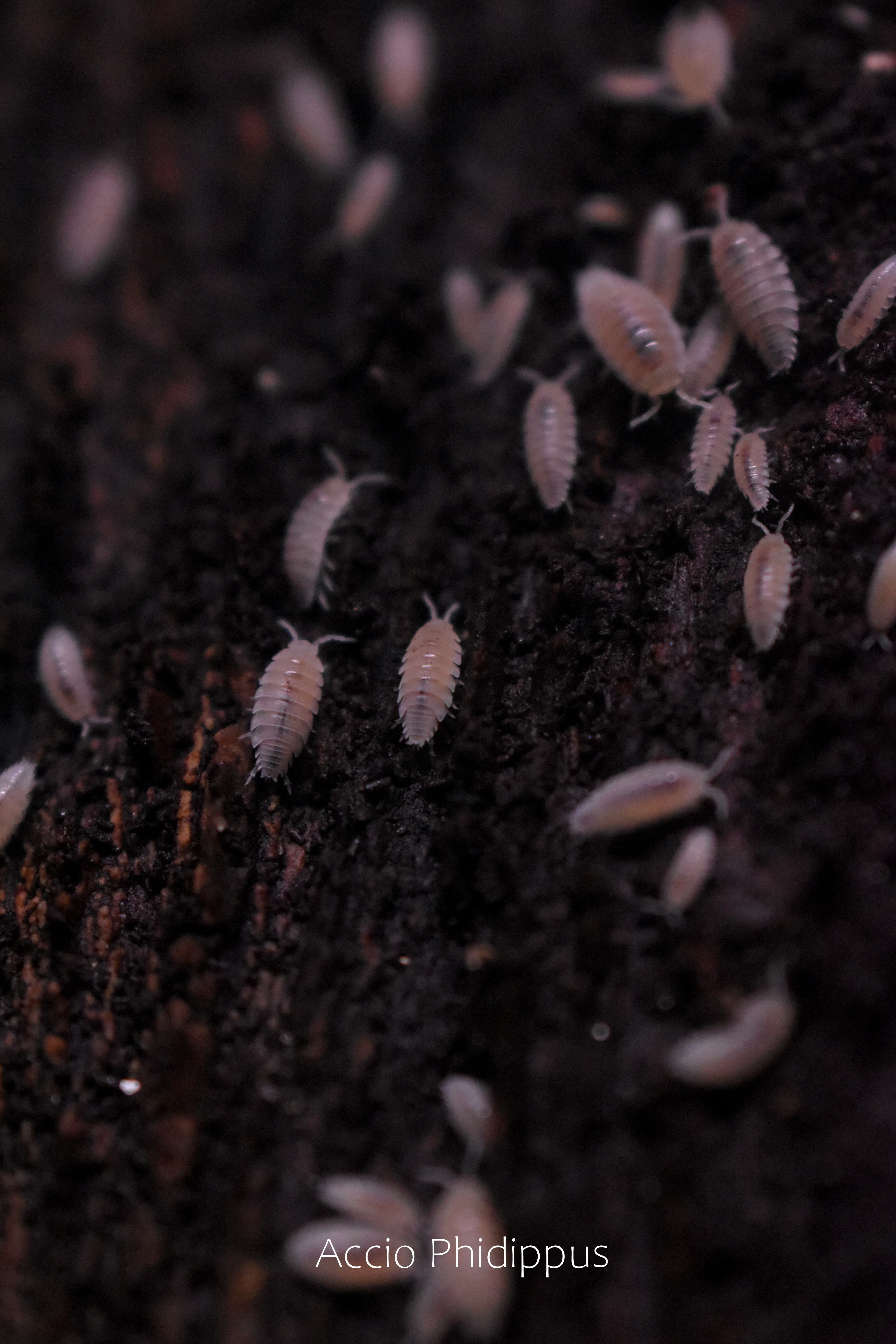 trichorhina tomentosa " cloportes tropicaux "