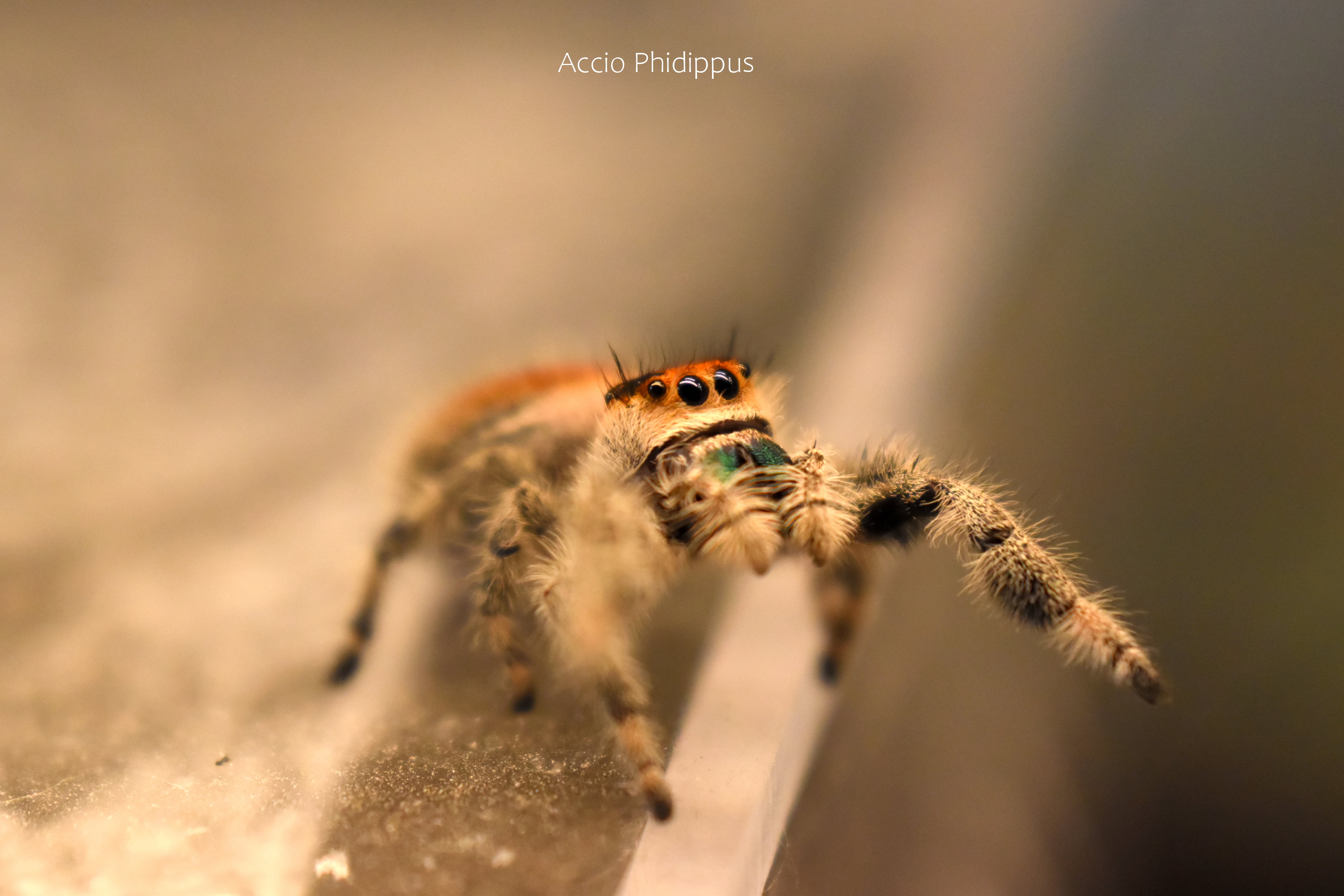 La Phidippus Regius | Aventura
