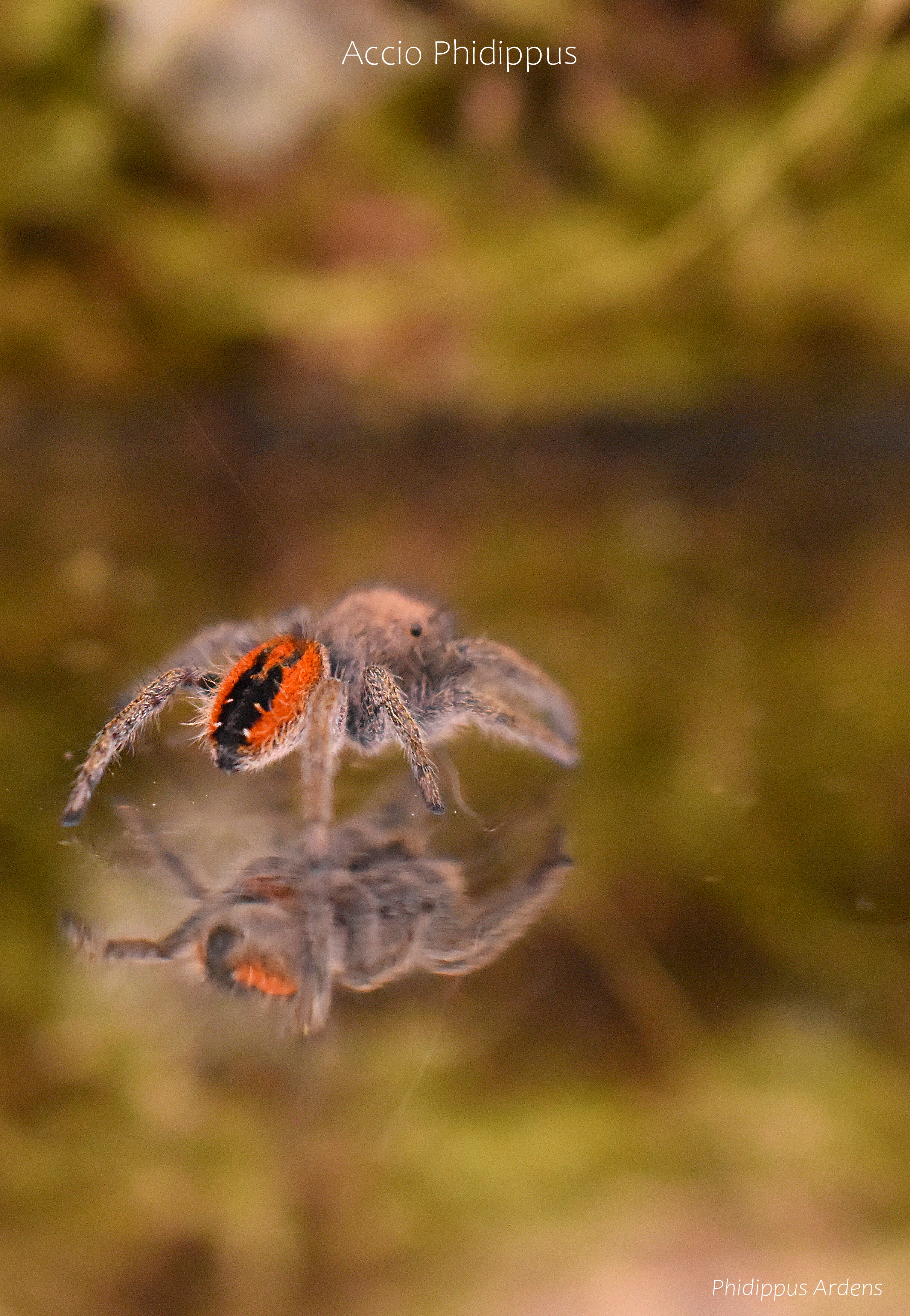 Phidippus Ardens : Le kit