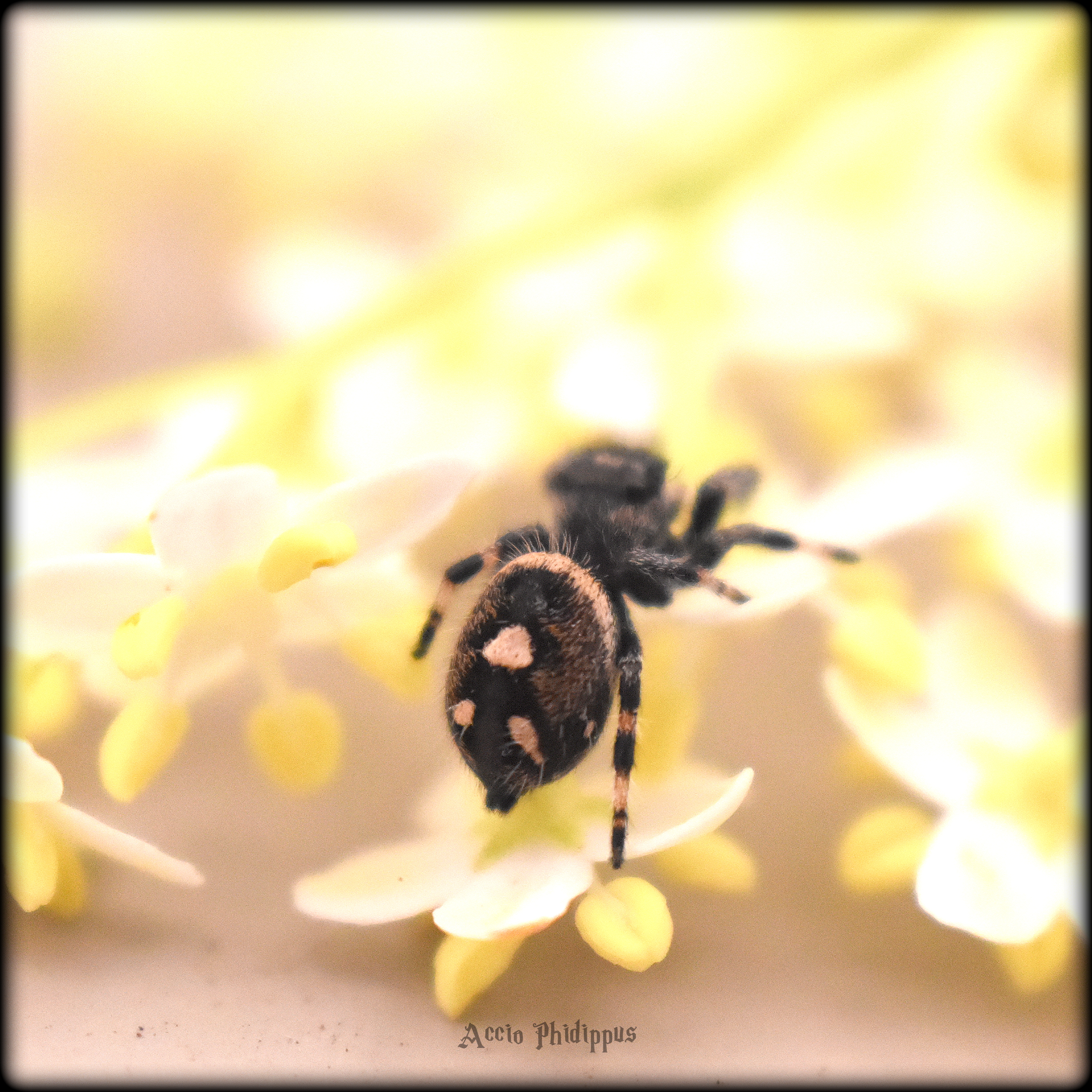 Phidippus Regius [Apalachicola] : Le kit