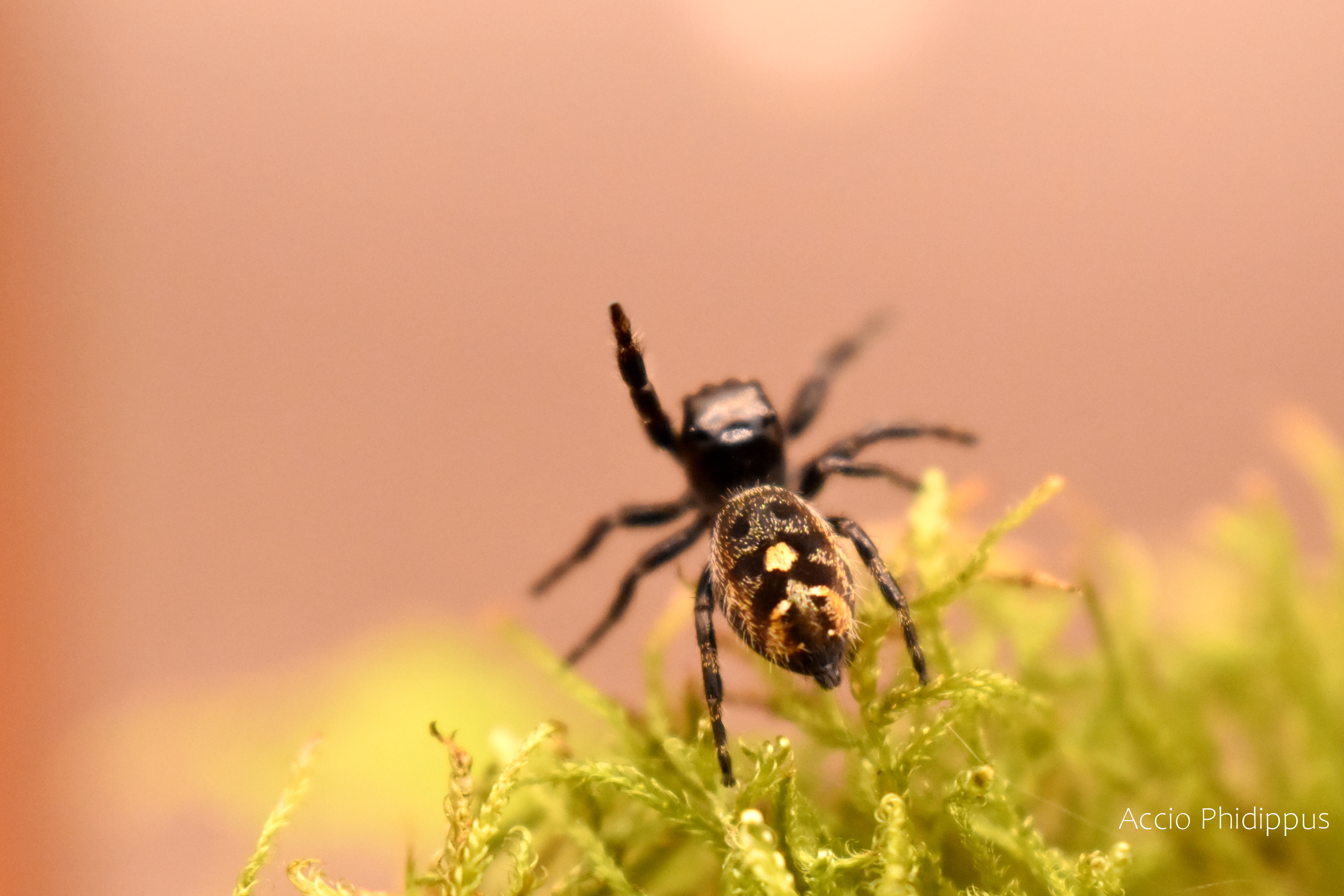 Phidippus audax bryantae 