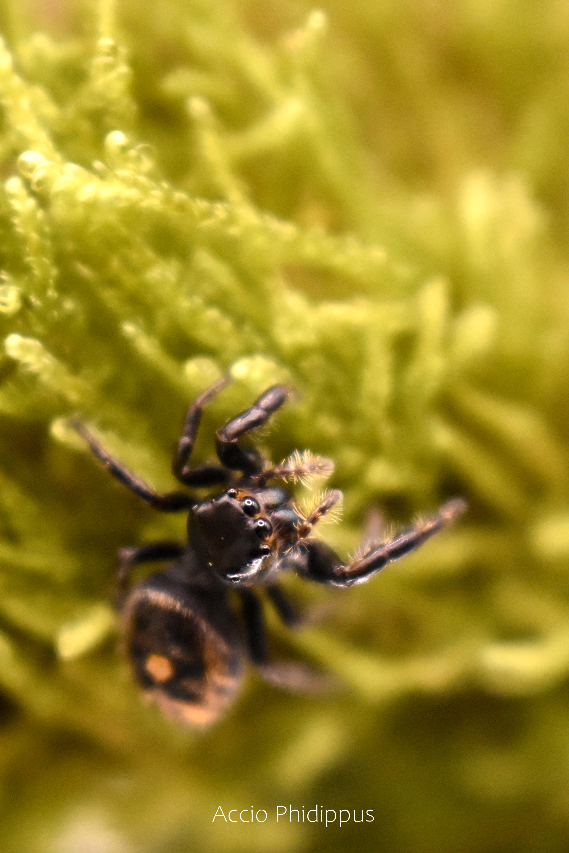 Phidippus audax bryantae 