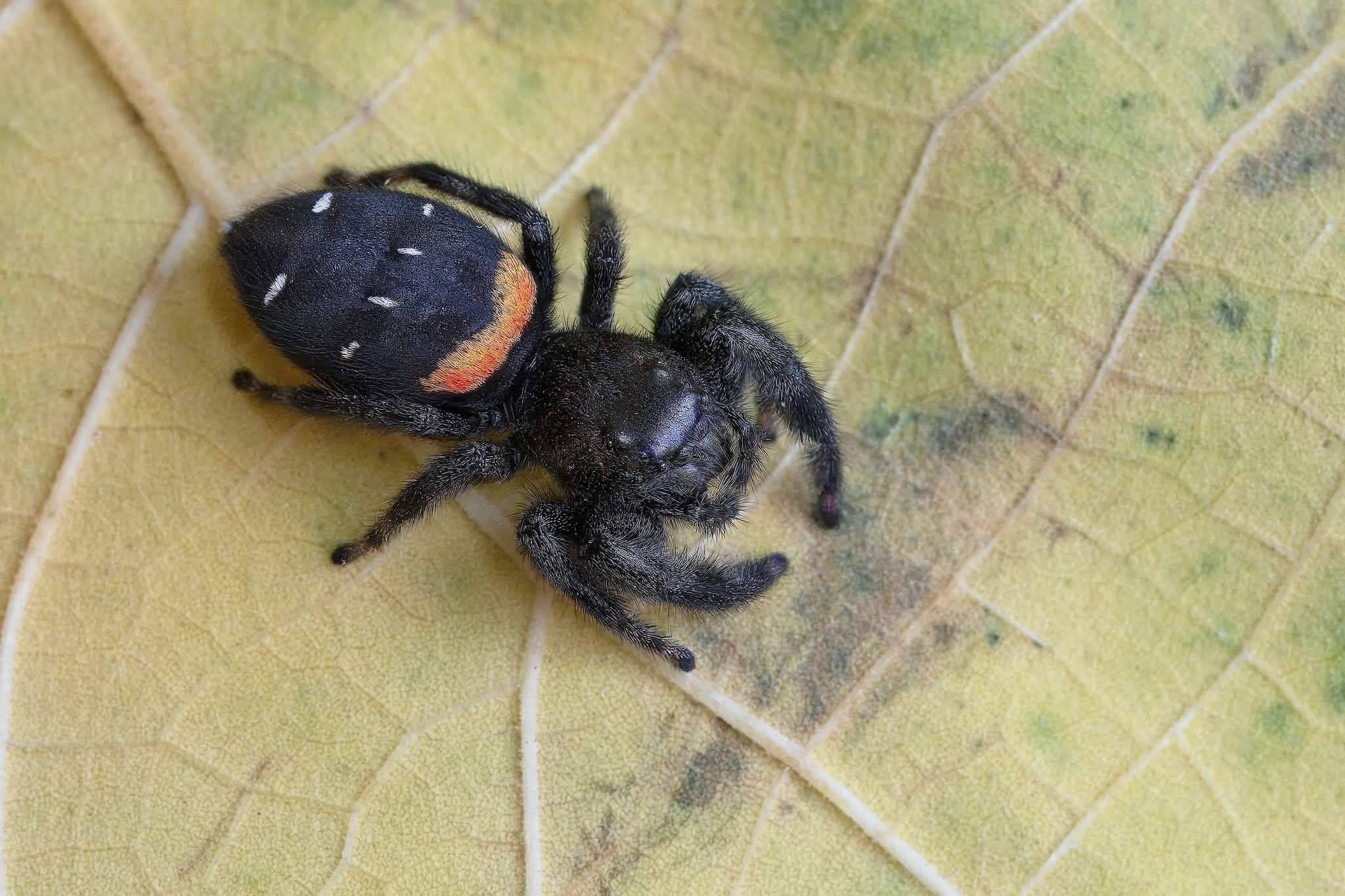 Paraphidippus basalis