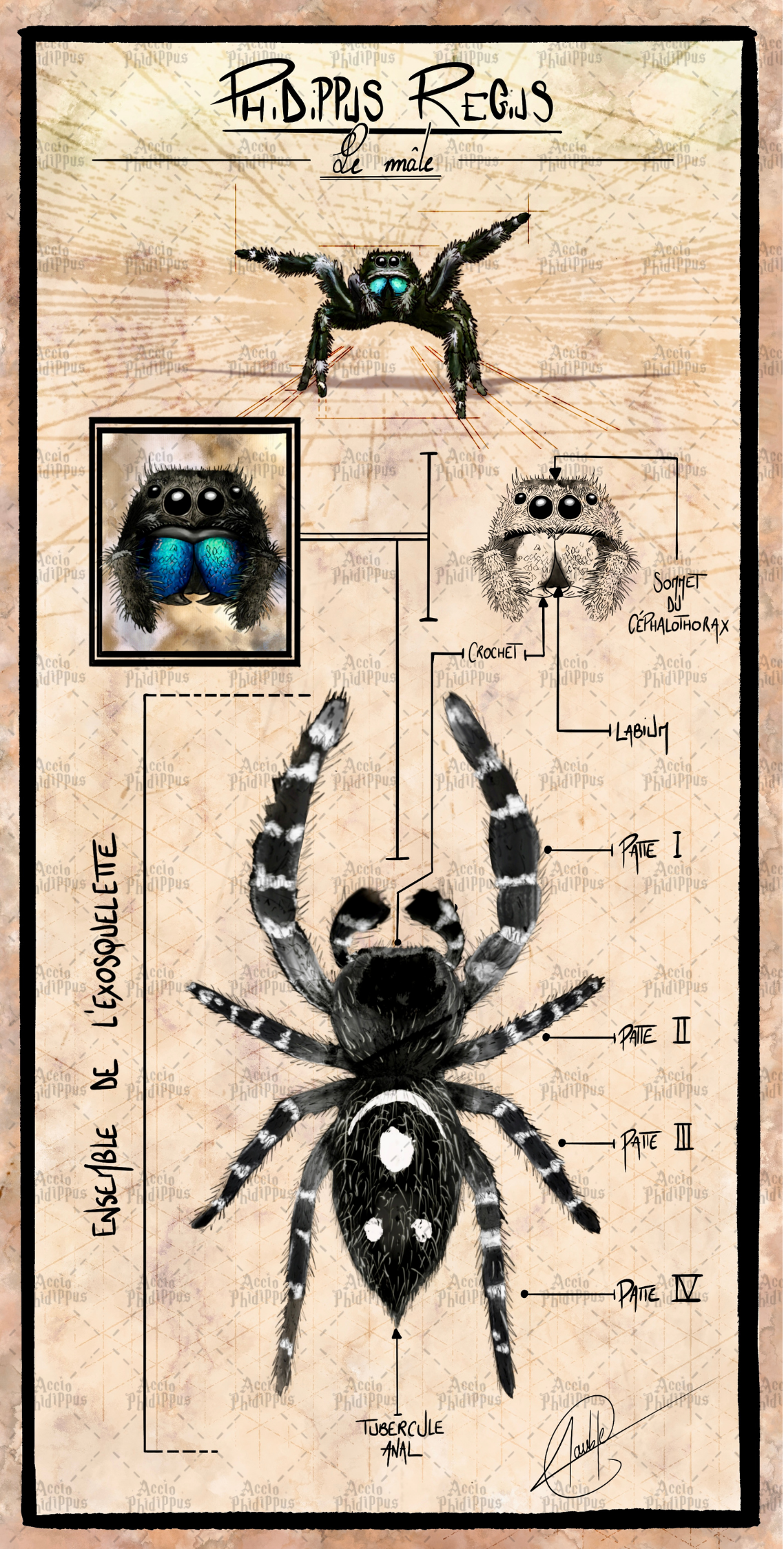 Planche anatomique | Mâle Phidippus Regius