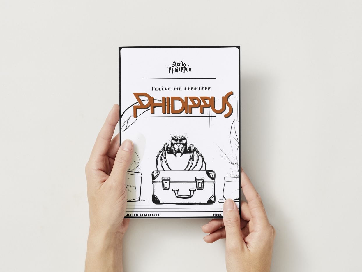 "J'élève ma première Phidippus"