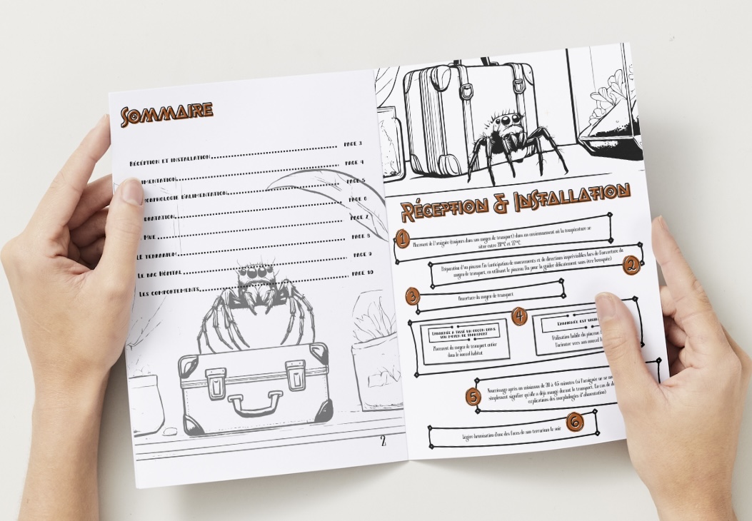 "J'élève ma première Phidippus"