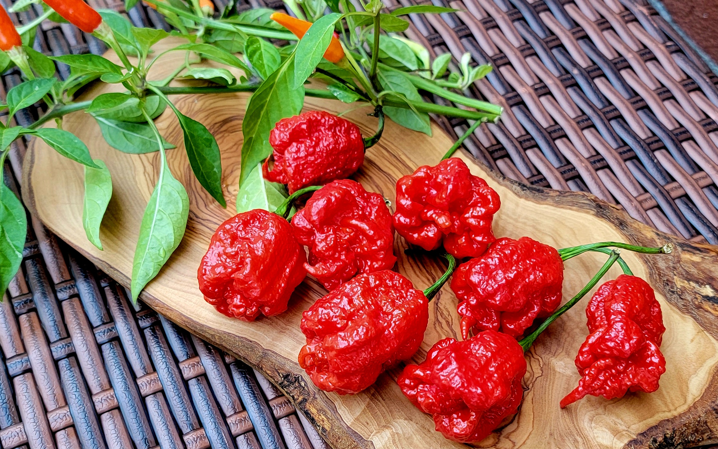 Carolina Reaper Pepper Seeds