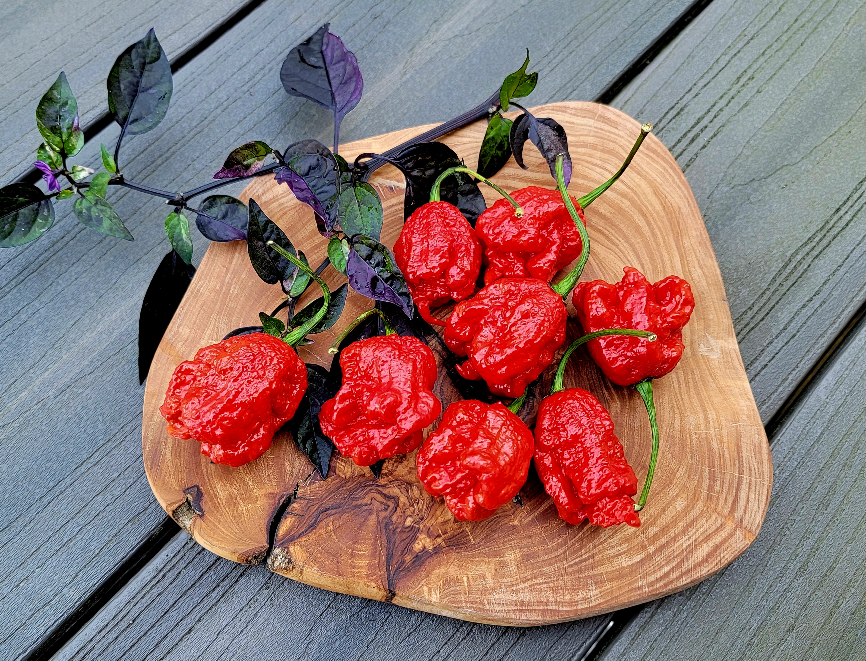 Carolina Reaper Pepper Seeds