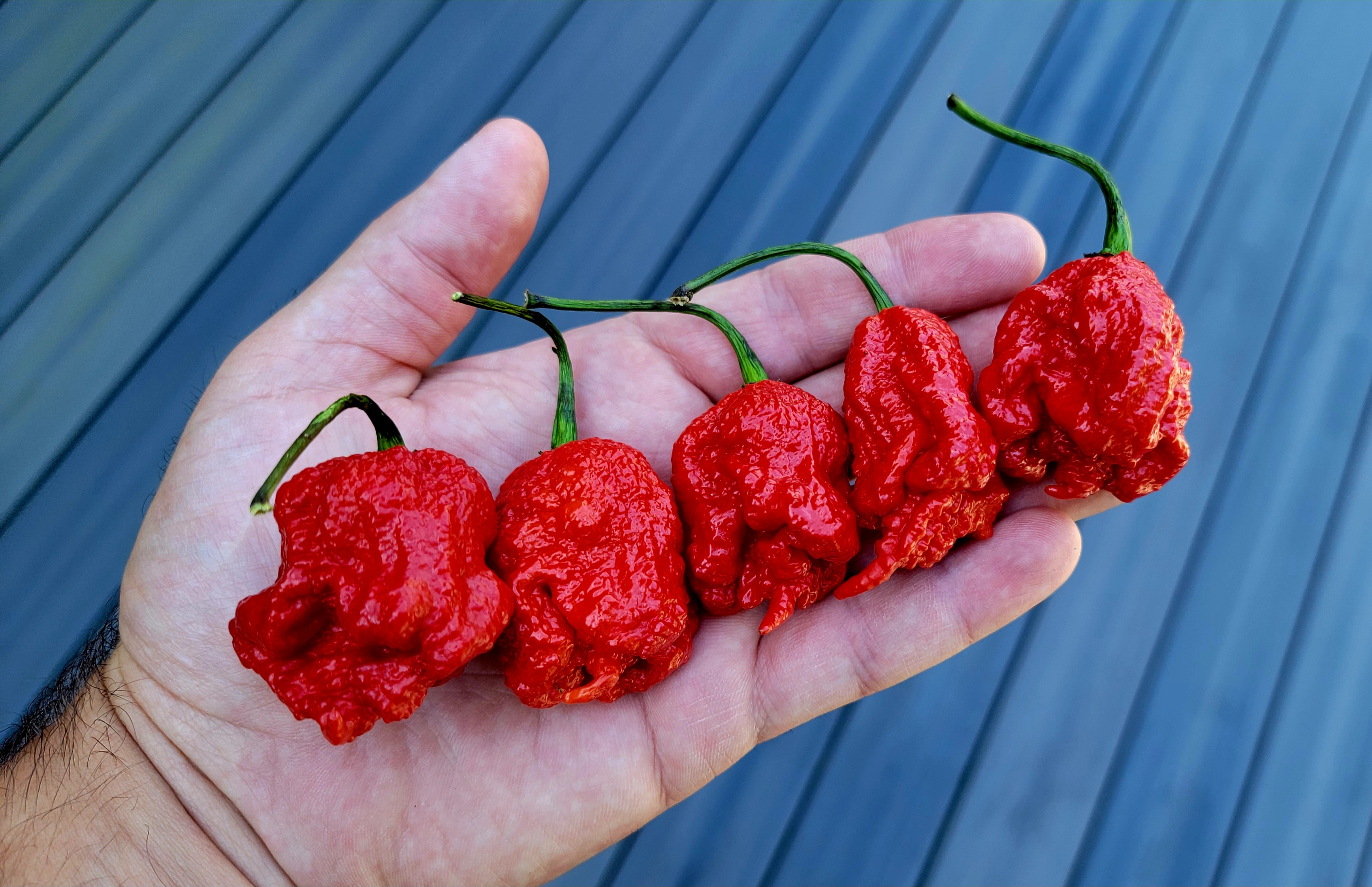 Carolina Reaper Pepper Seeds