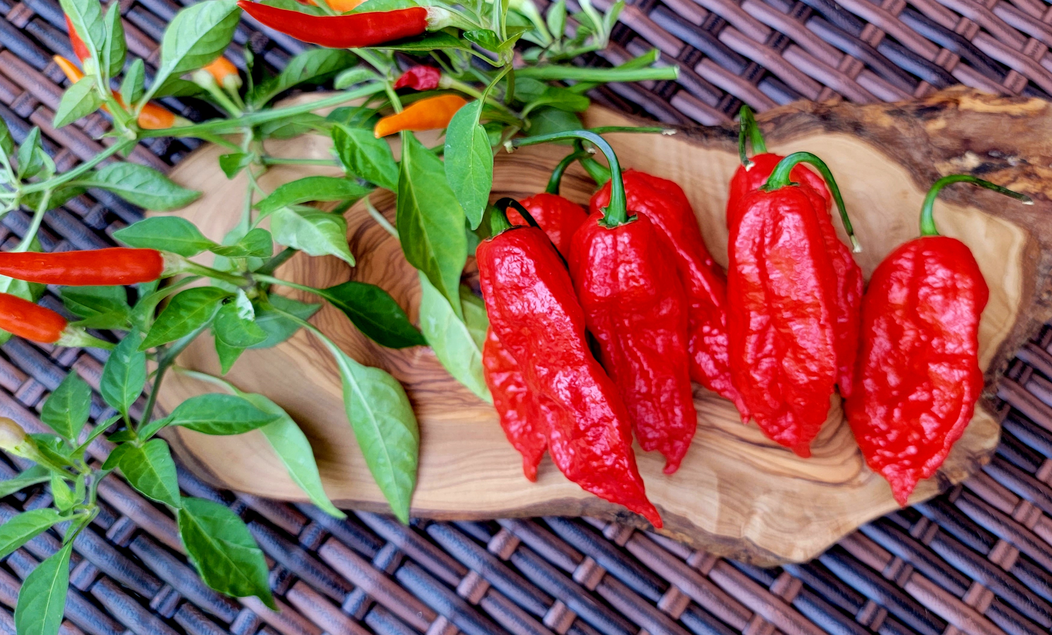 Ghost Pepper (Bhut Jolokia) Seeds