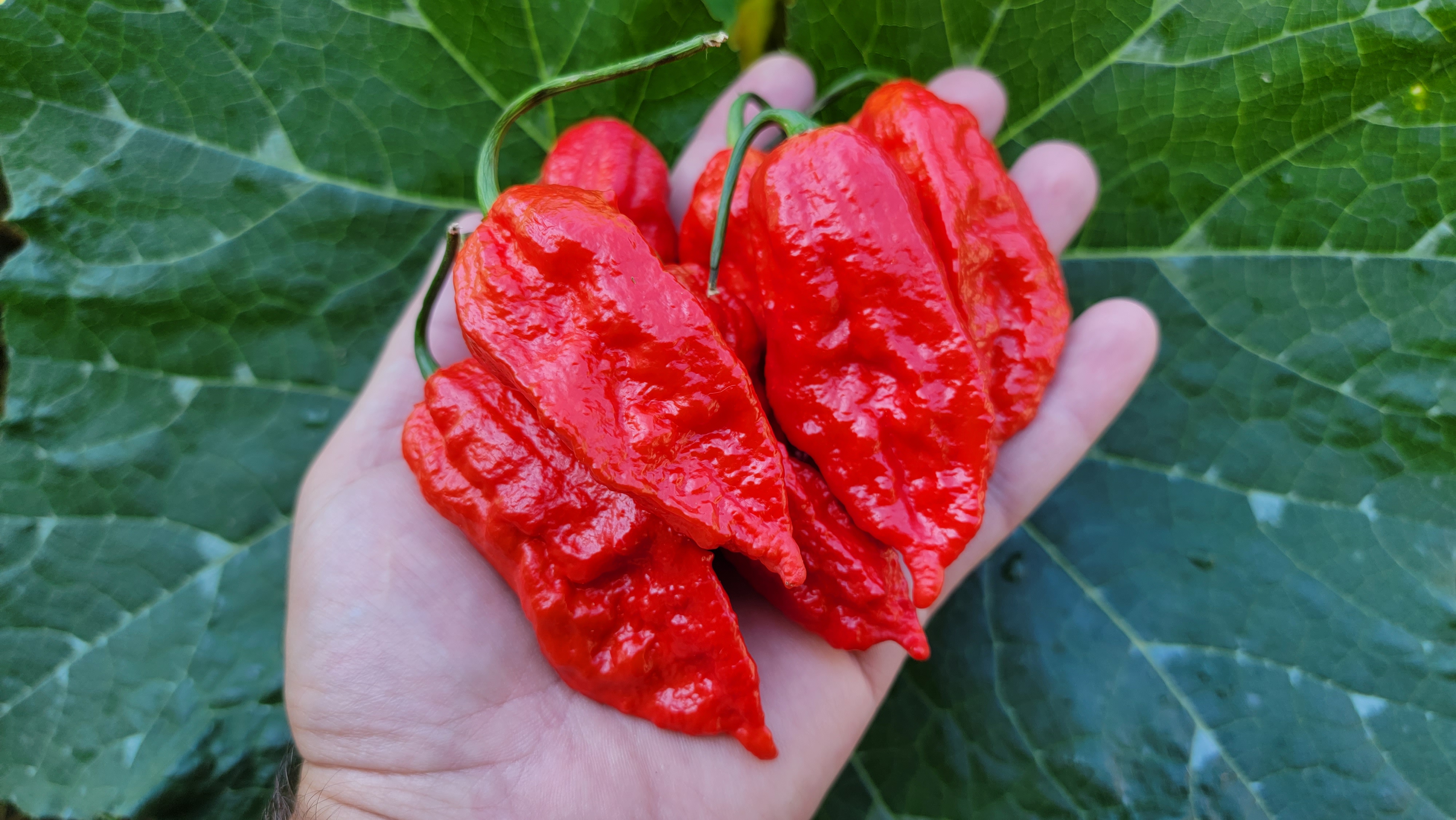 Ghost Pepper (Bhut Jolokia) Seeds