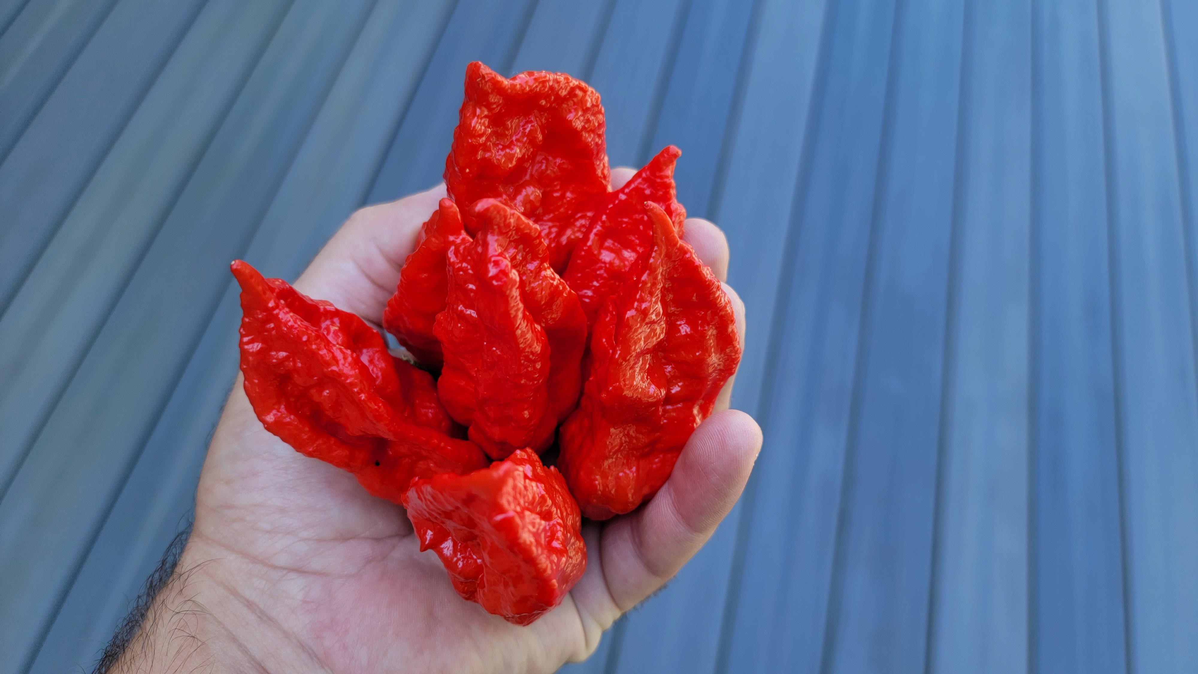 Ghost Pepper (Bhut Jolokia) Seeds