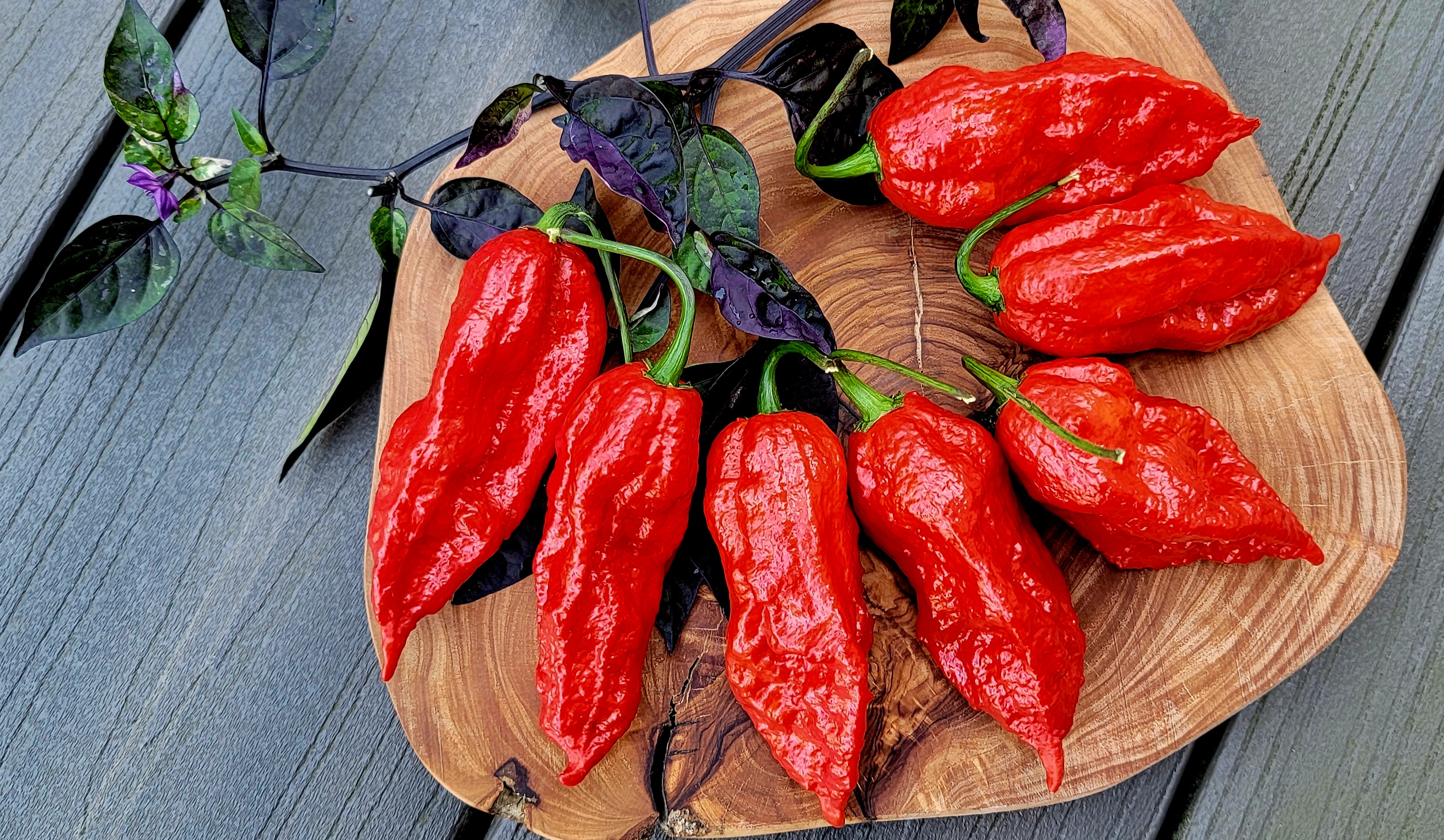 Ghost Pepper (Bhut Jolokia) Seeds