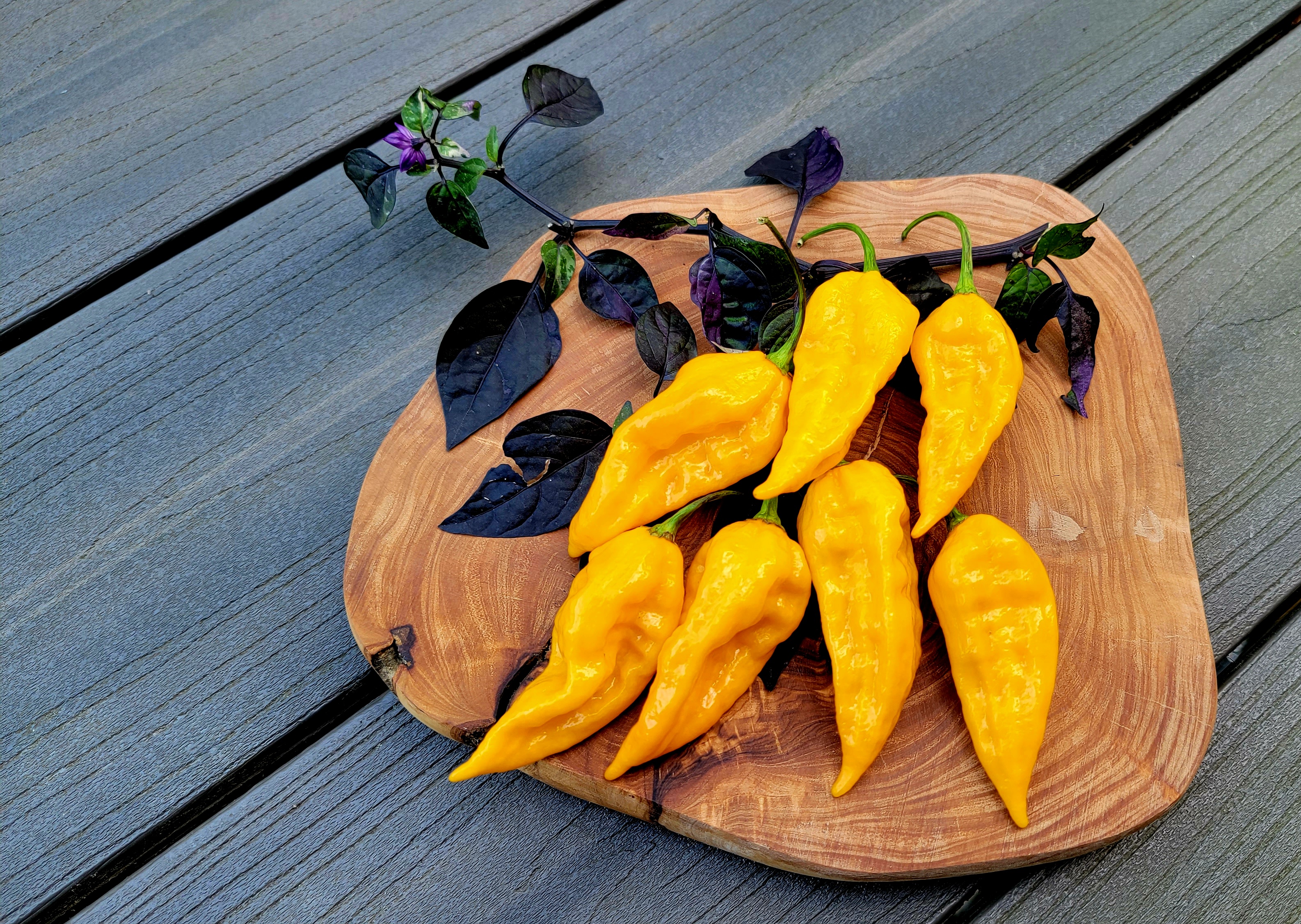 Fatalii Pepper Seeds