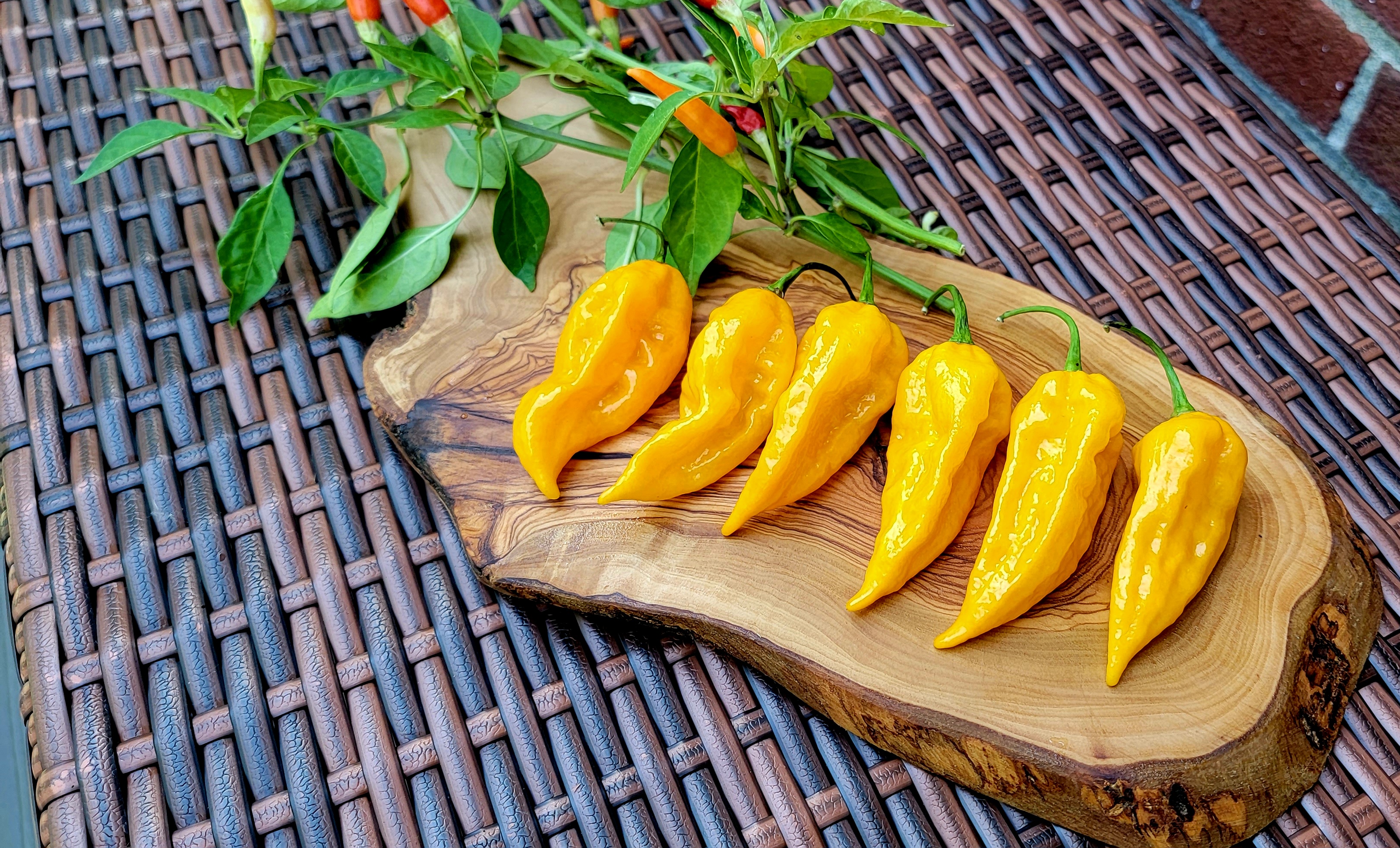 Fatalii Pepper Seeds