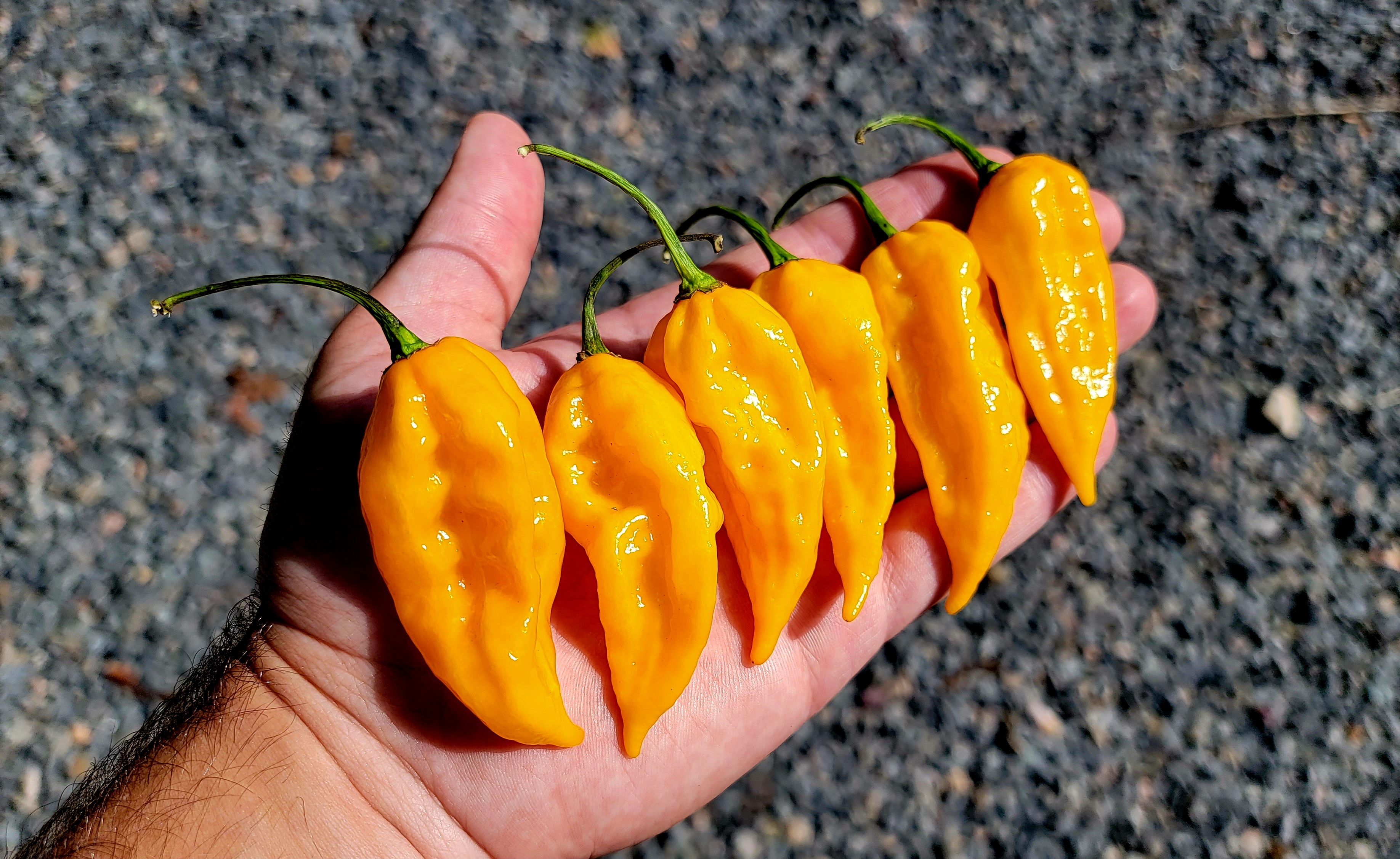 Fatalii Pepper Seeds