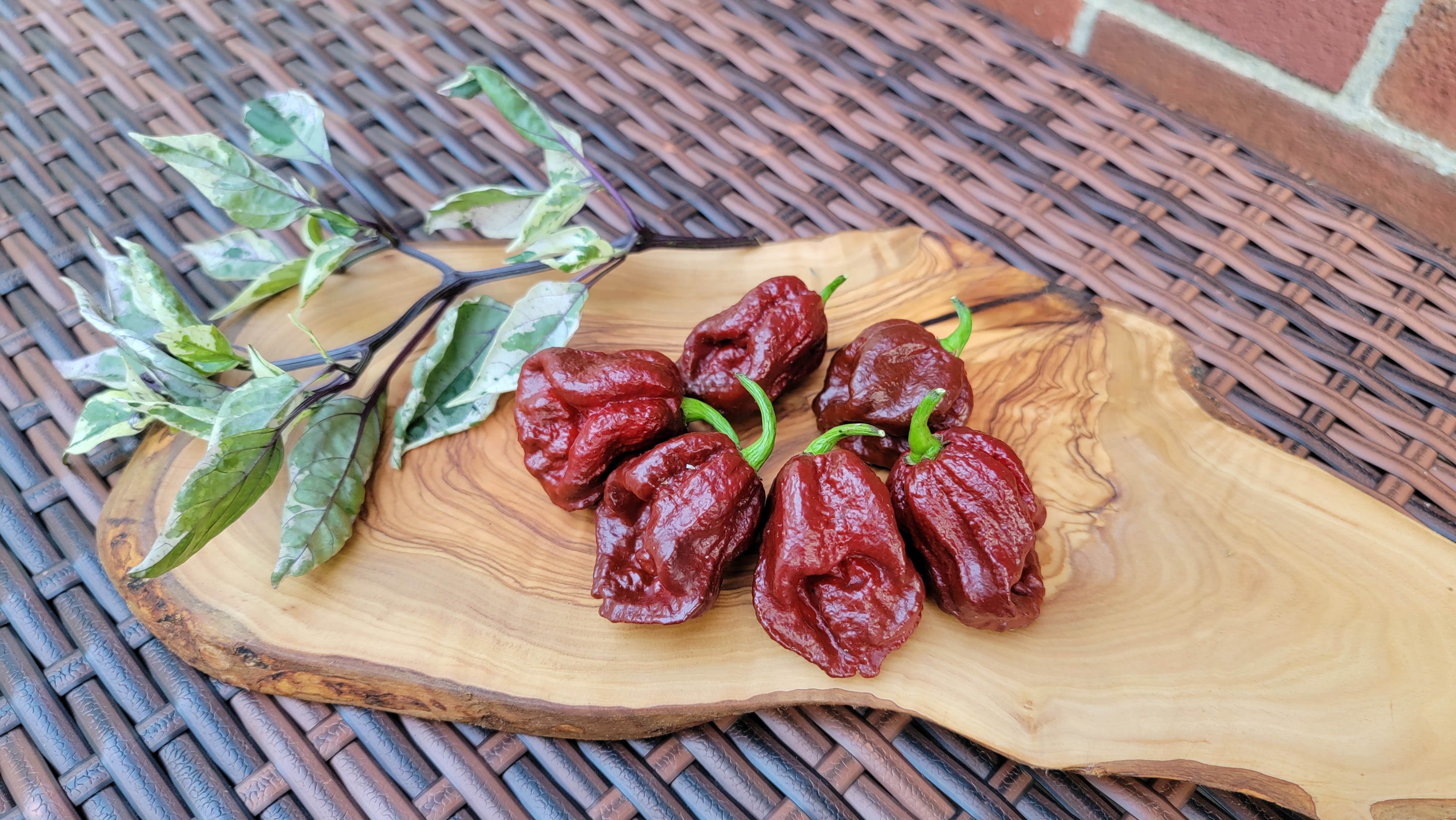 Carolina Reaper Chocolate Pepper Seeds