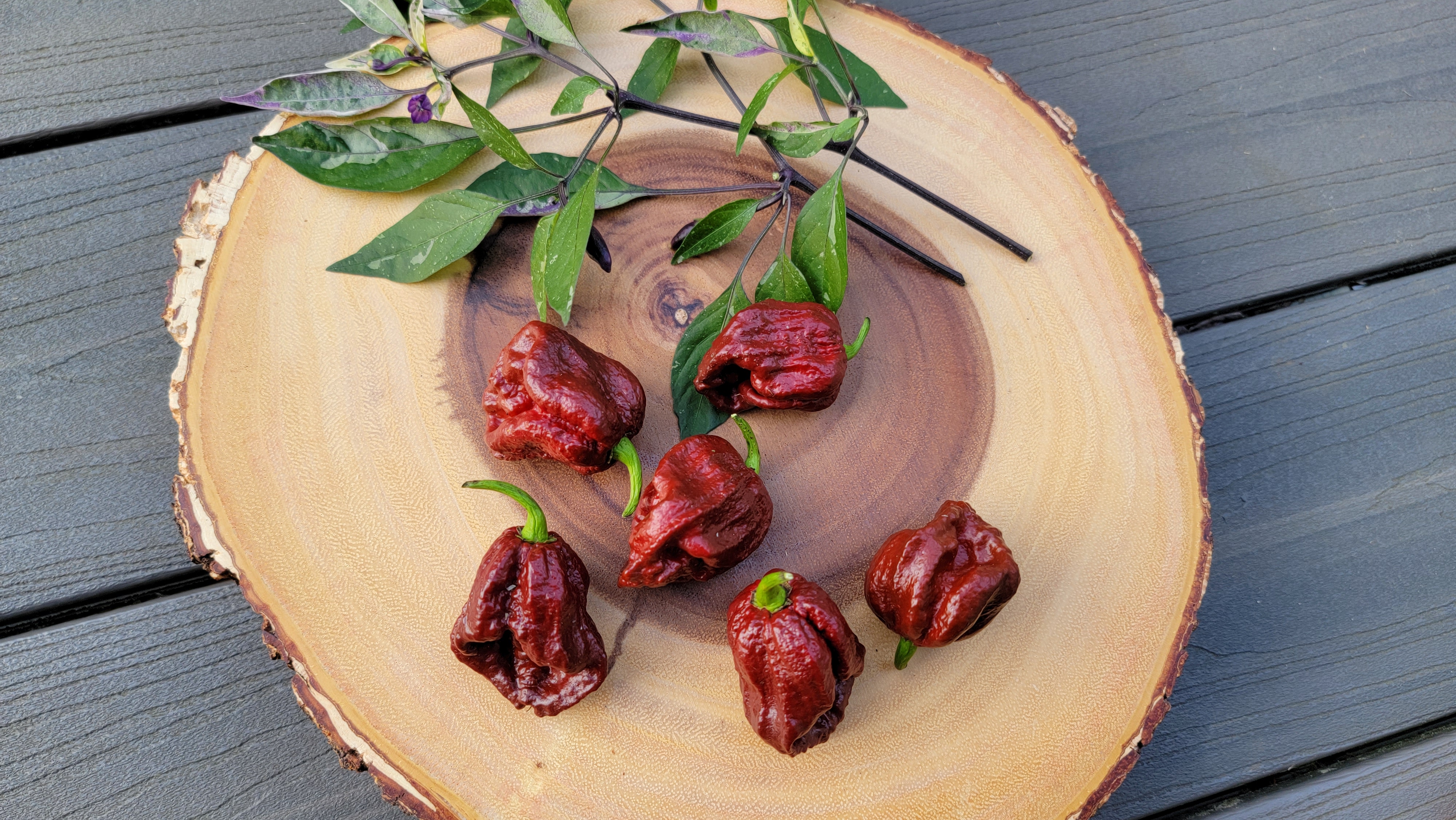 Carolina Reaper Chocolate Pepper Seeds