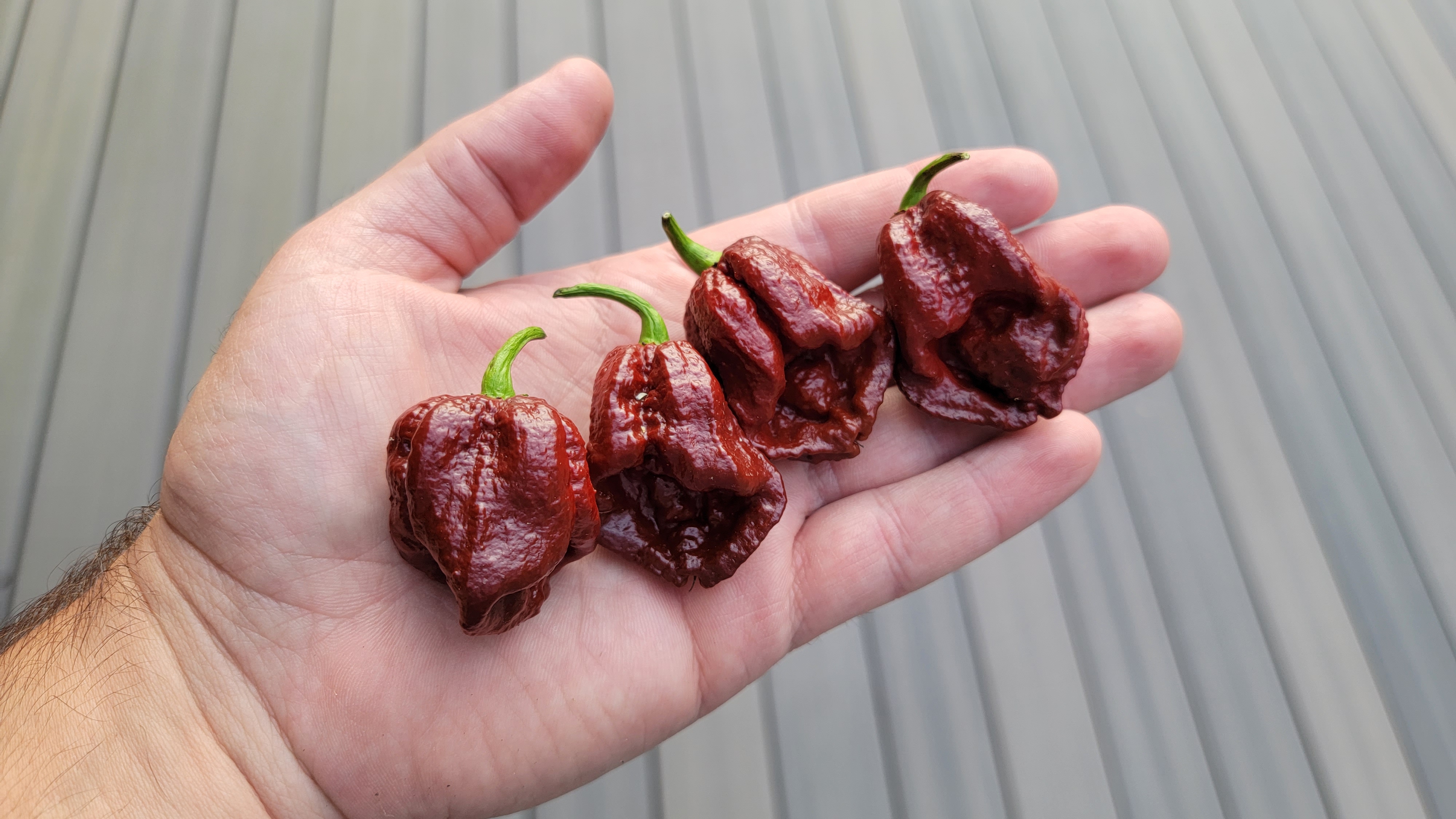 Carolina Reaper Chocolate Pepper Seeds