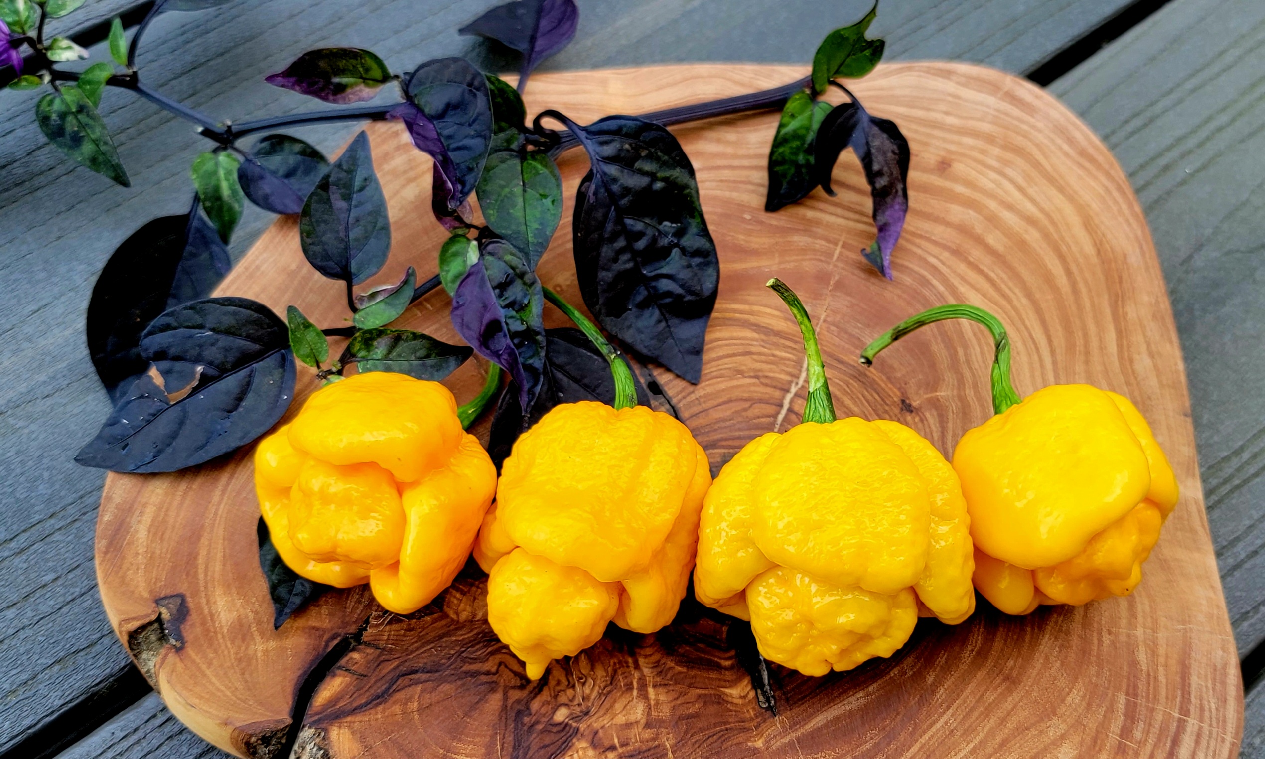 7 Pot Brain Strain Yellow Pepper Seeds