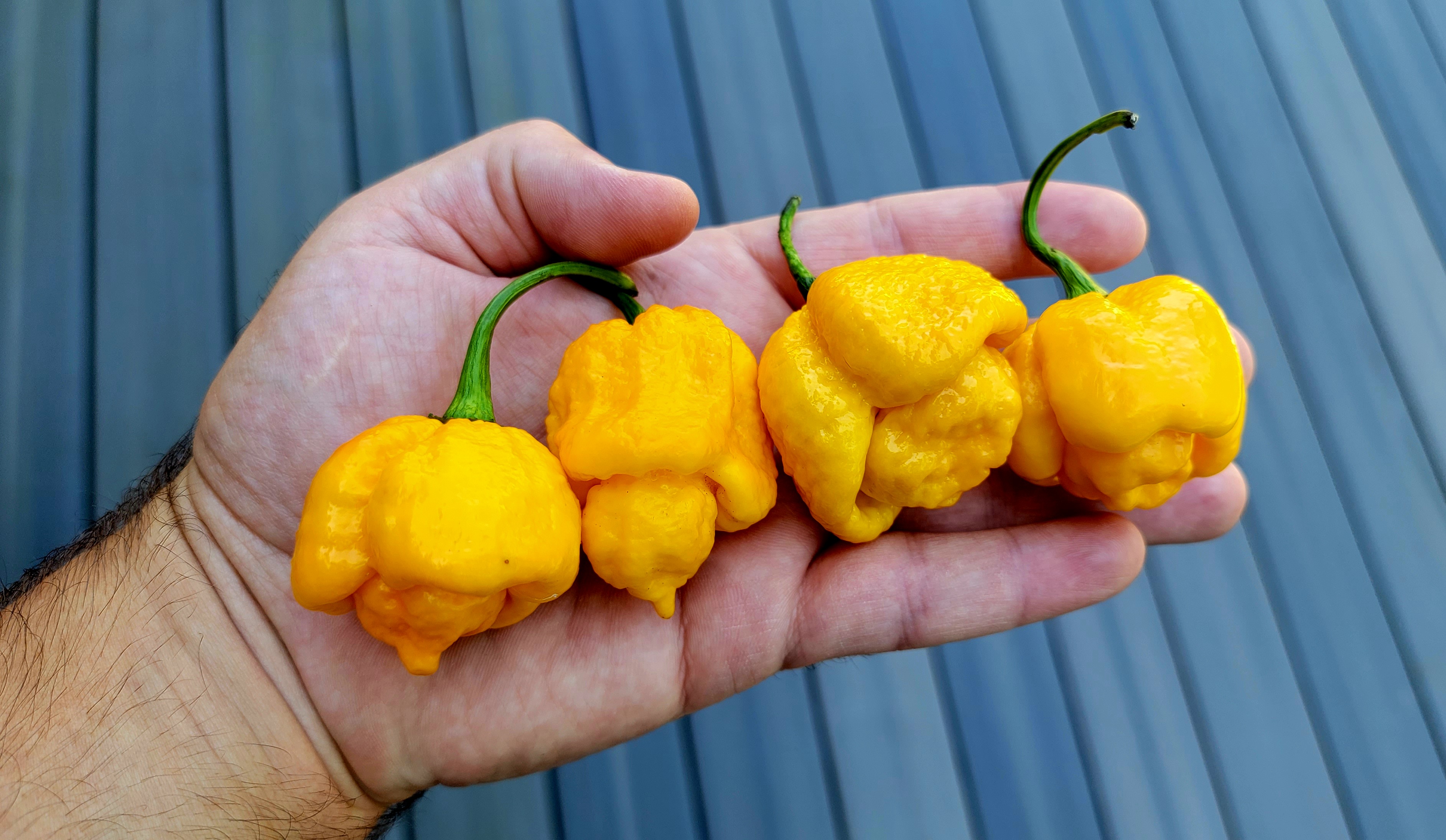7 Pot Brain Strain Yellow Pepper Seeds