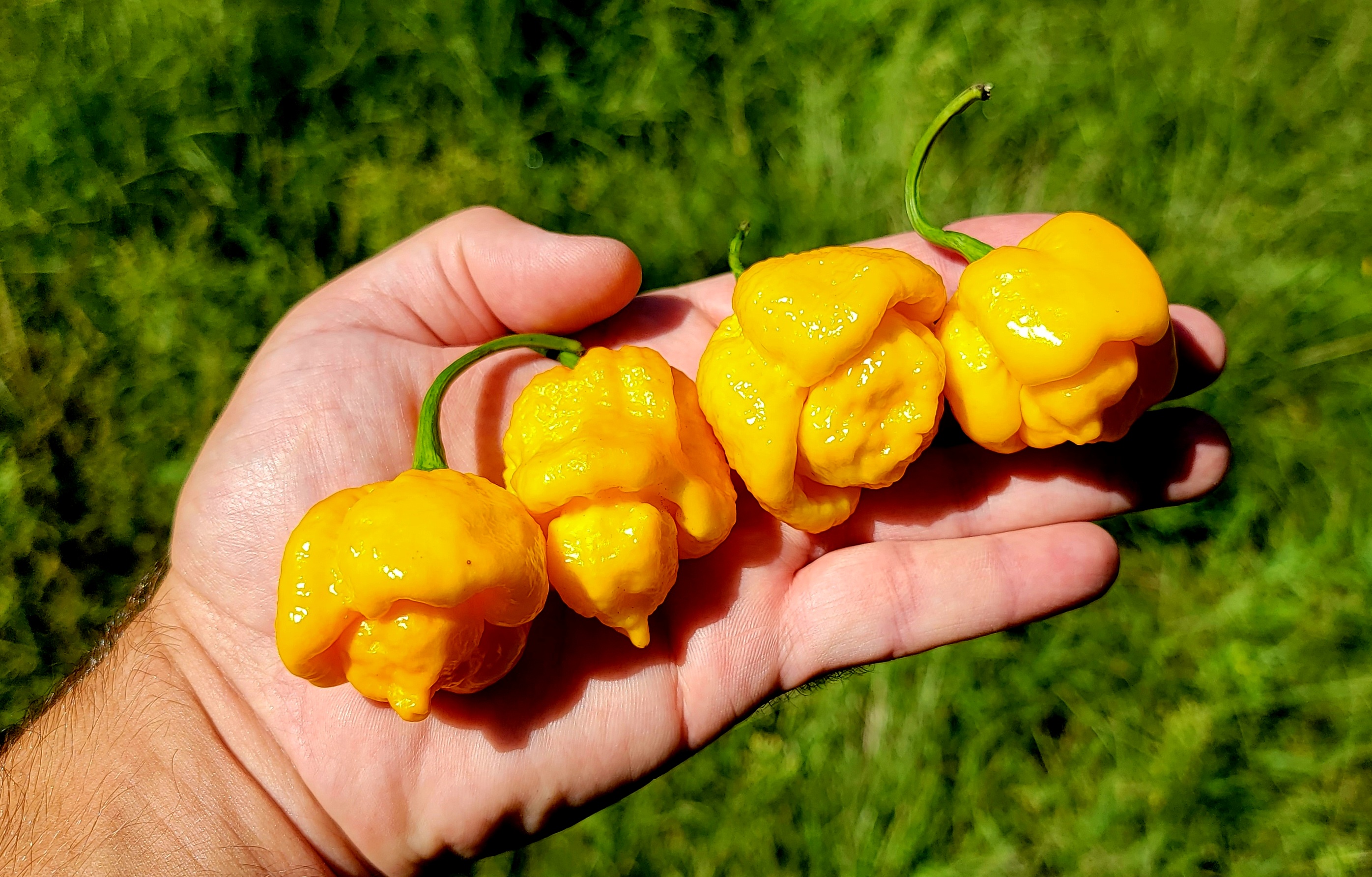7 Pot Brain Strain Yellow Pepper Seeds