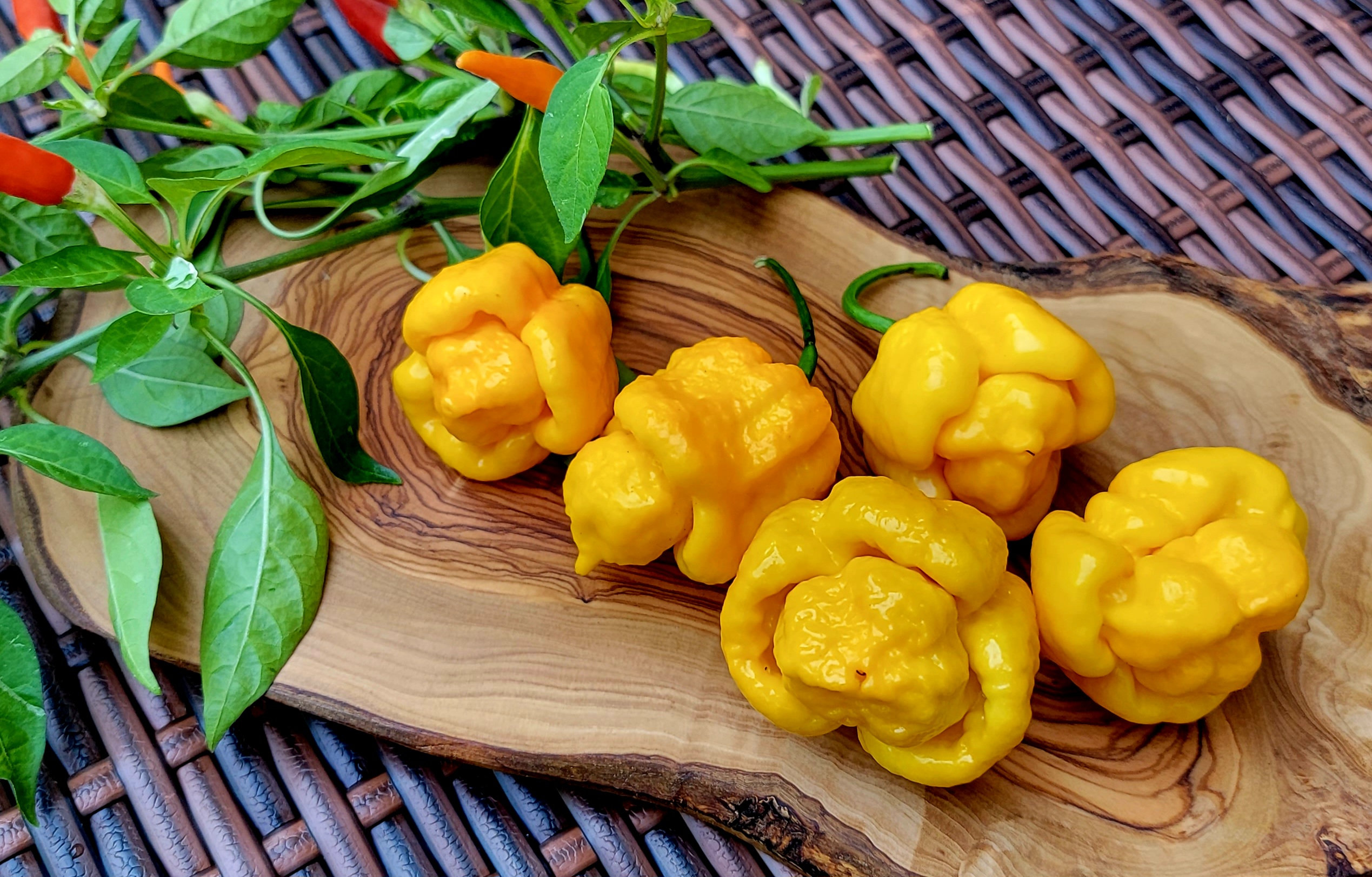 7 Pot Brain Strain Yellow Pepper Seeds