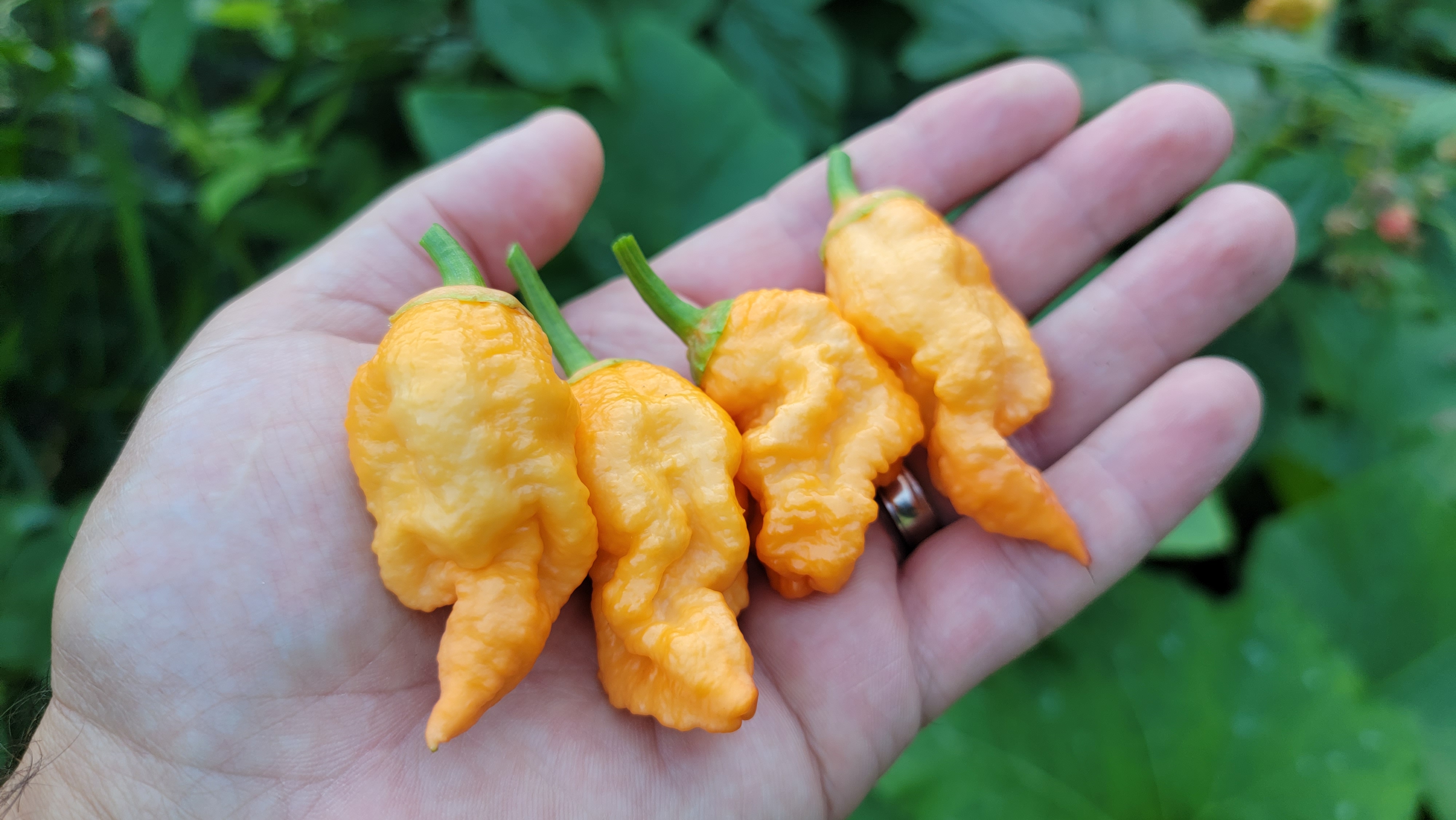 Adrenalina Orange Pepper Seeds